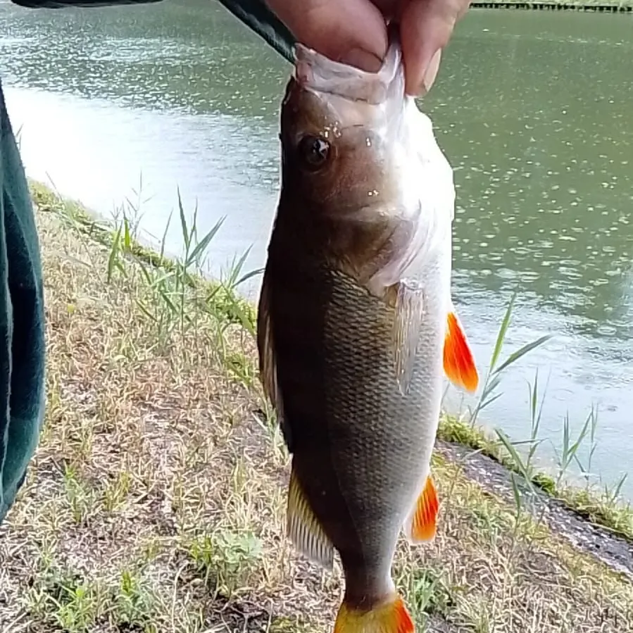 Fish caught on Fishbrain