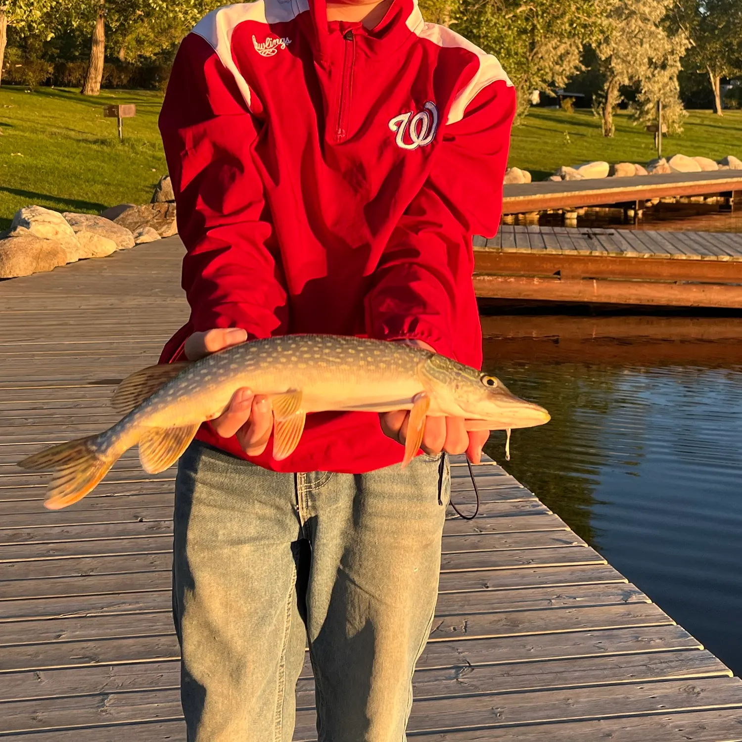 Northern pike caught on Fishbrain