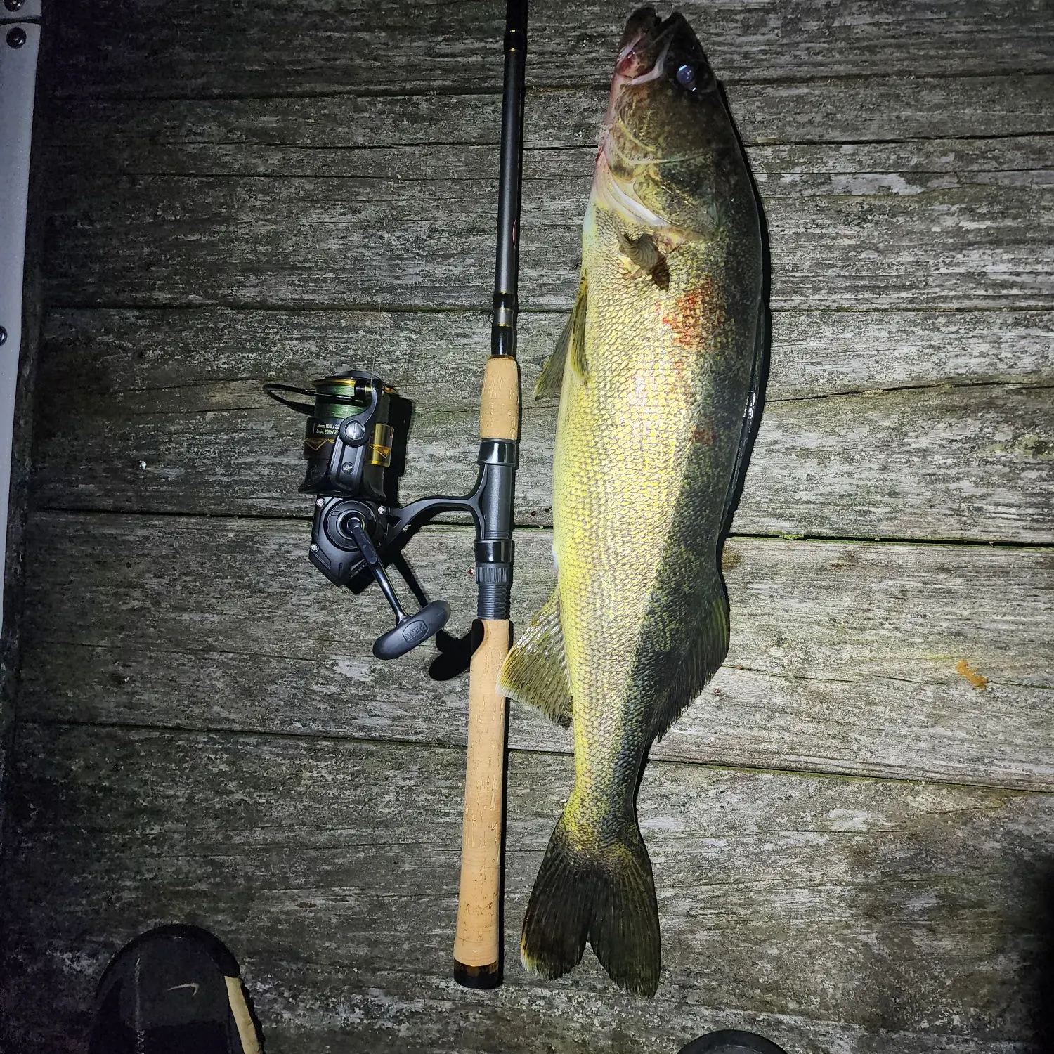 Walleye caught on Fishbrain
