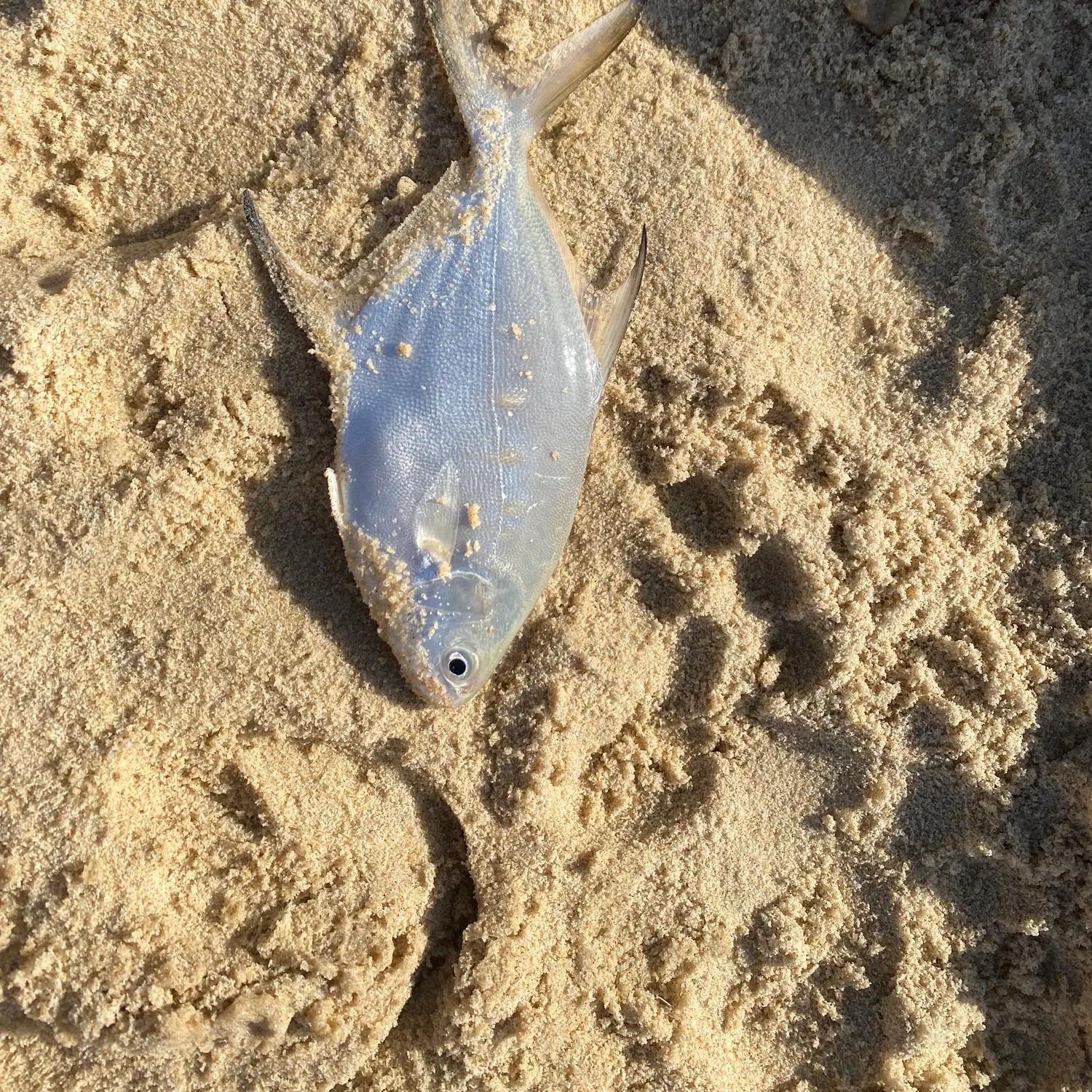 The most recent Largespotted dart catches on Fishbrain