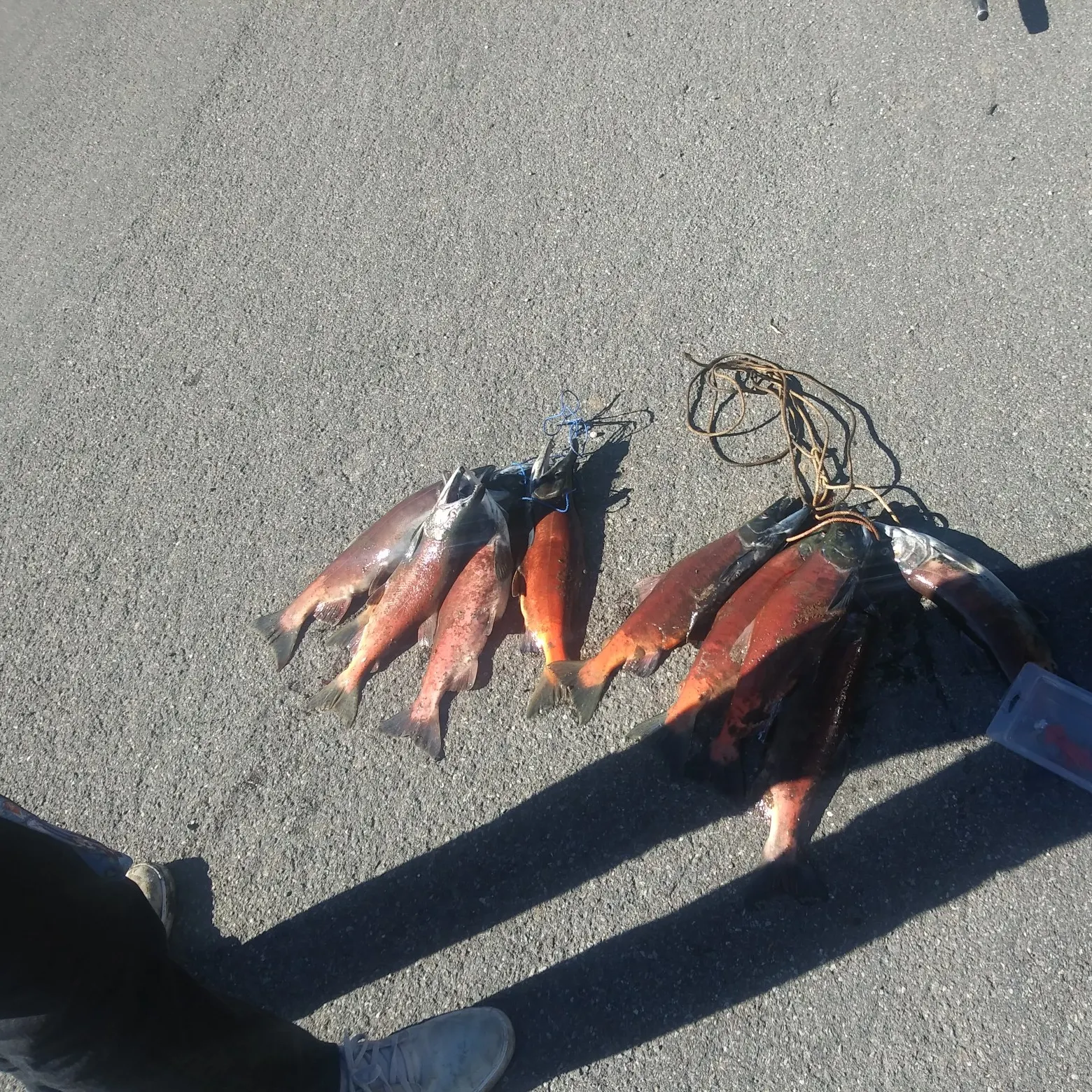 recently logged catches