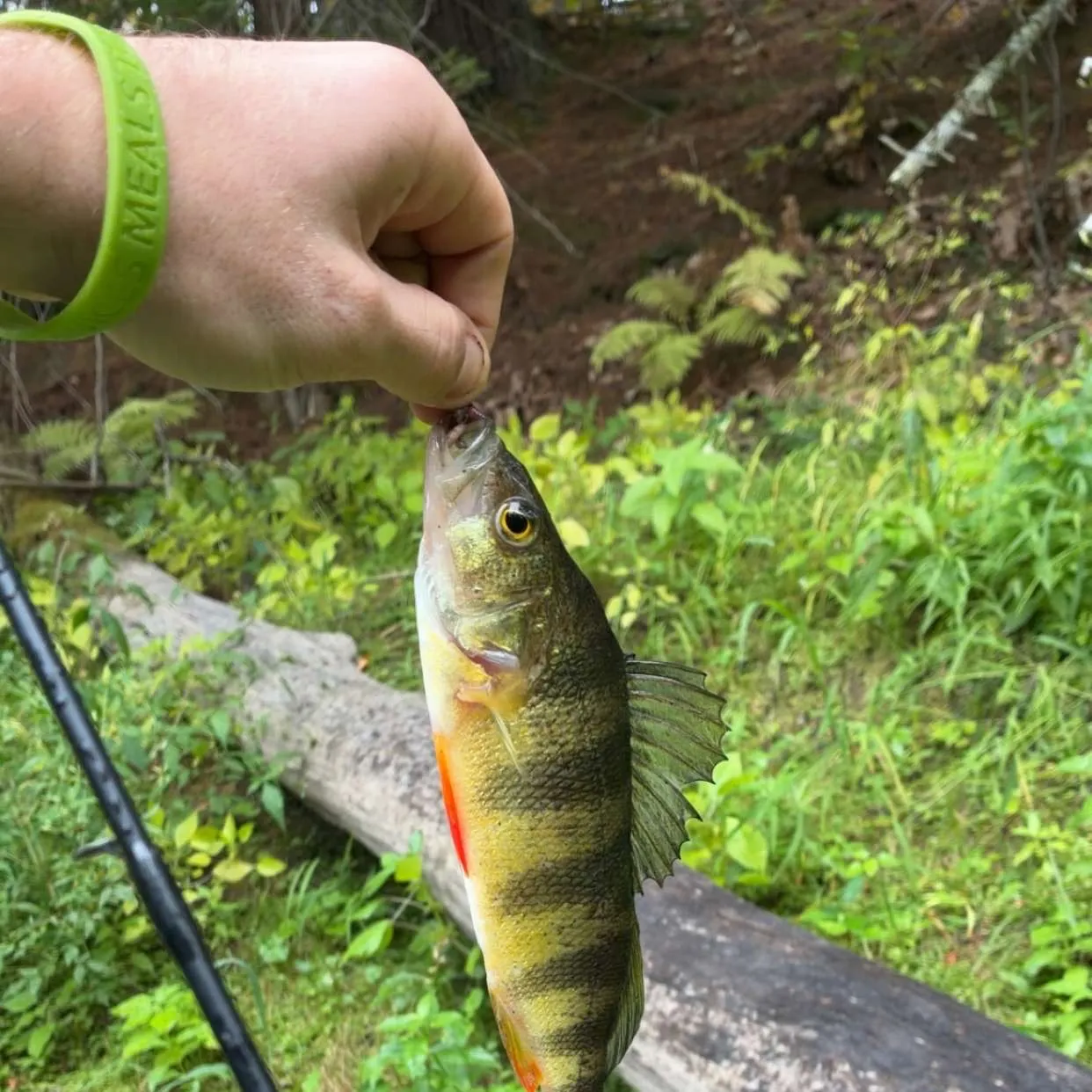 Yellow perch caught on Fishbrain