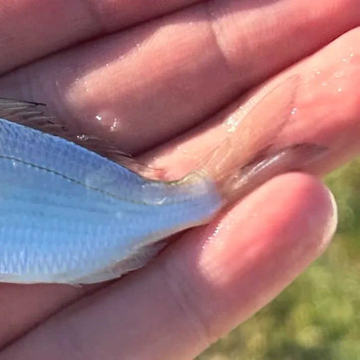 The most recent Atlantic spotfin mojarra catches on Fishbrain