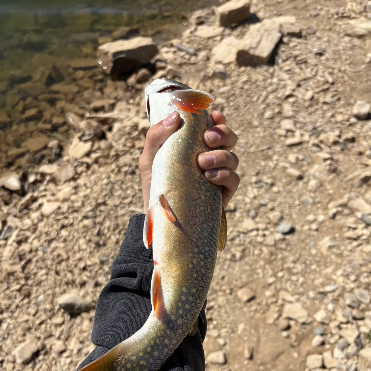 The most recent Splake catches on Fishbrain