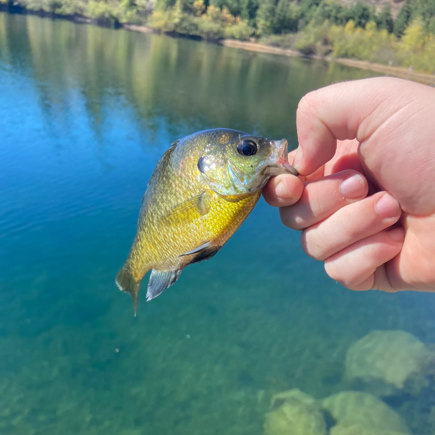 Bluegill caught on Fishbrain