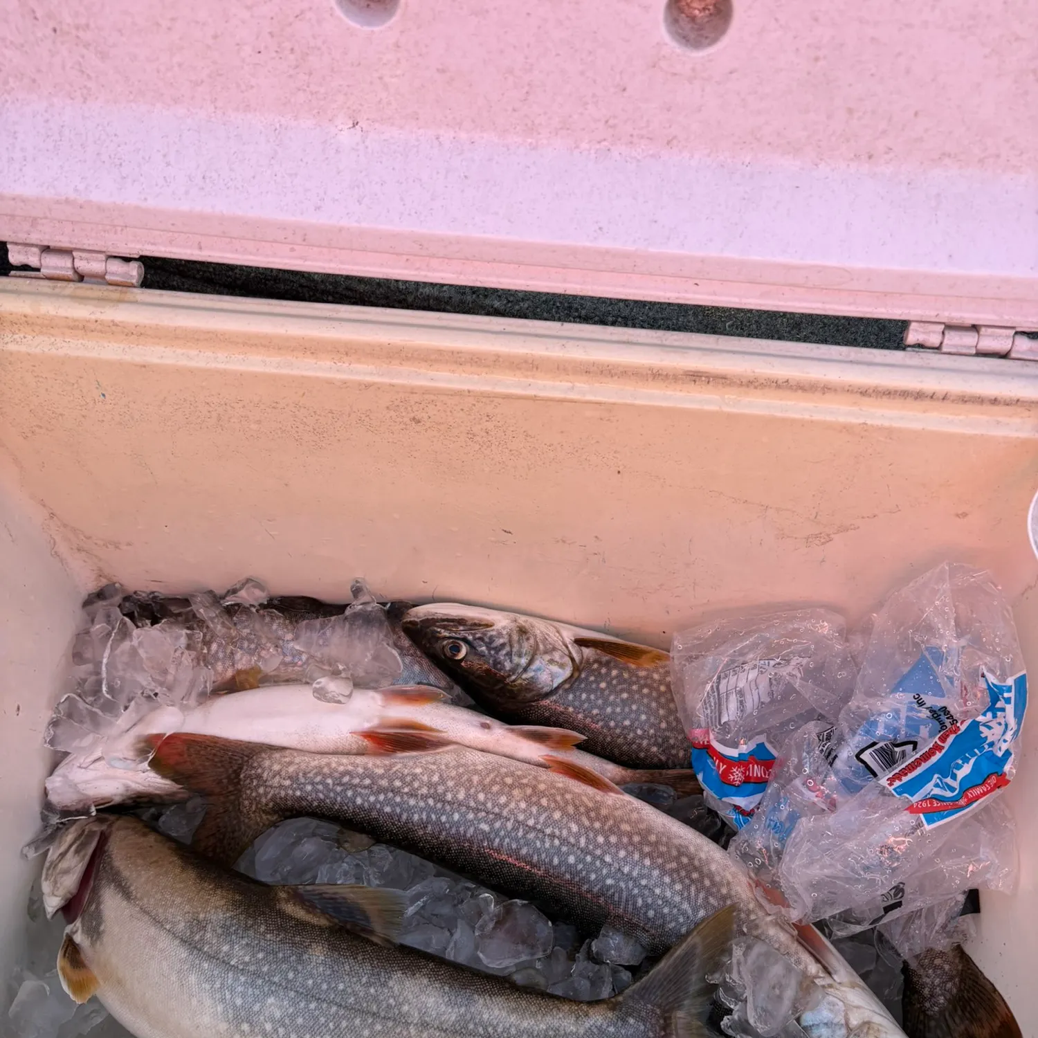 Lake char caught on Fishbrain