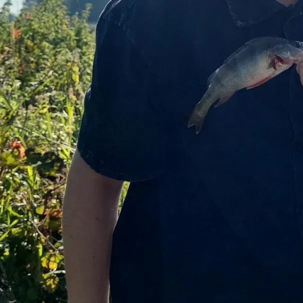 Fish caught on Fishbrain