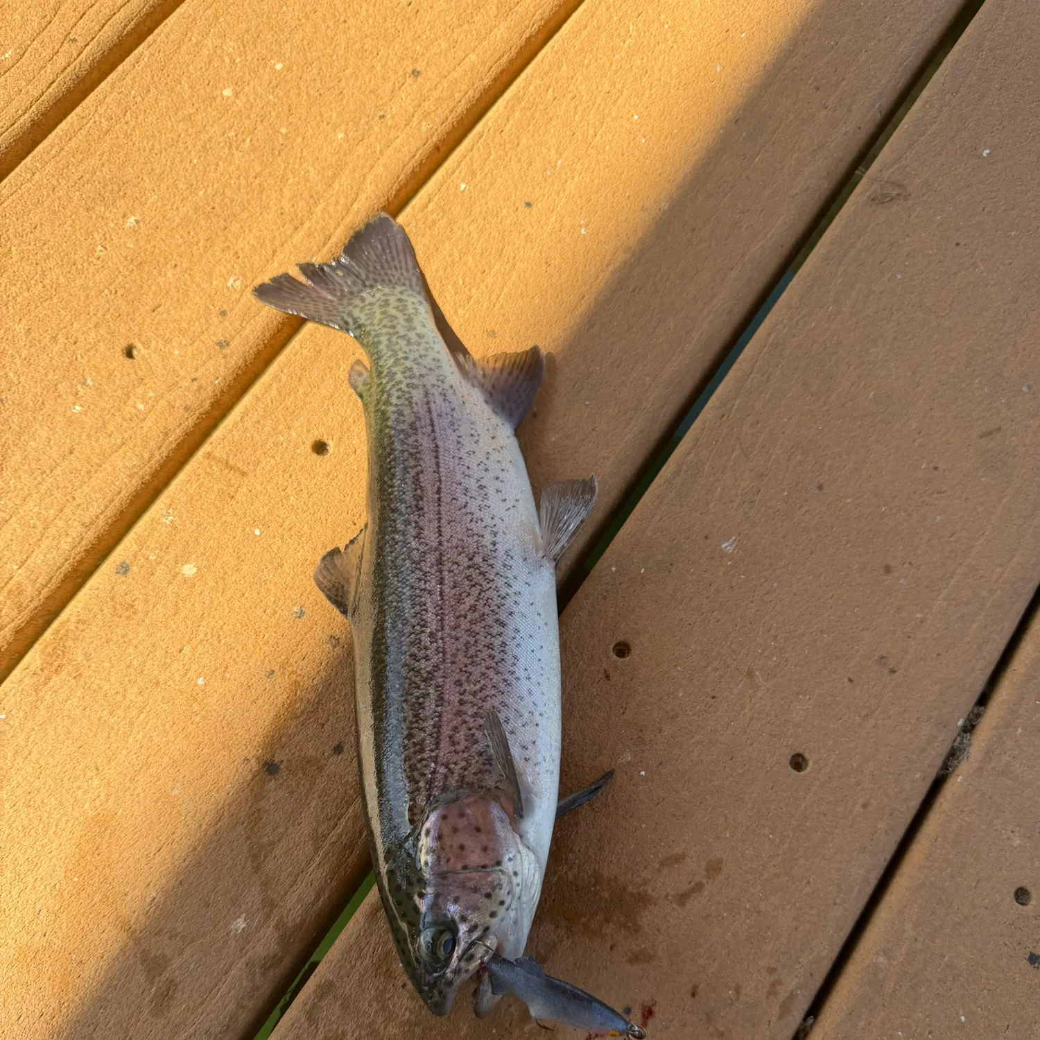 Rainbow trout caught on Fishbrain