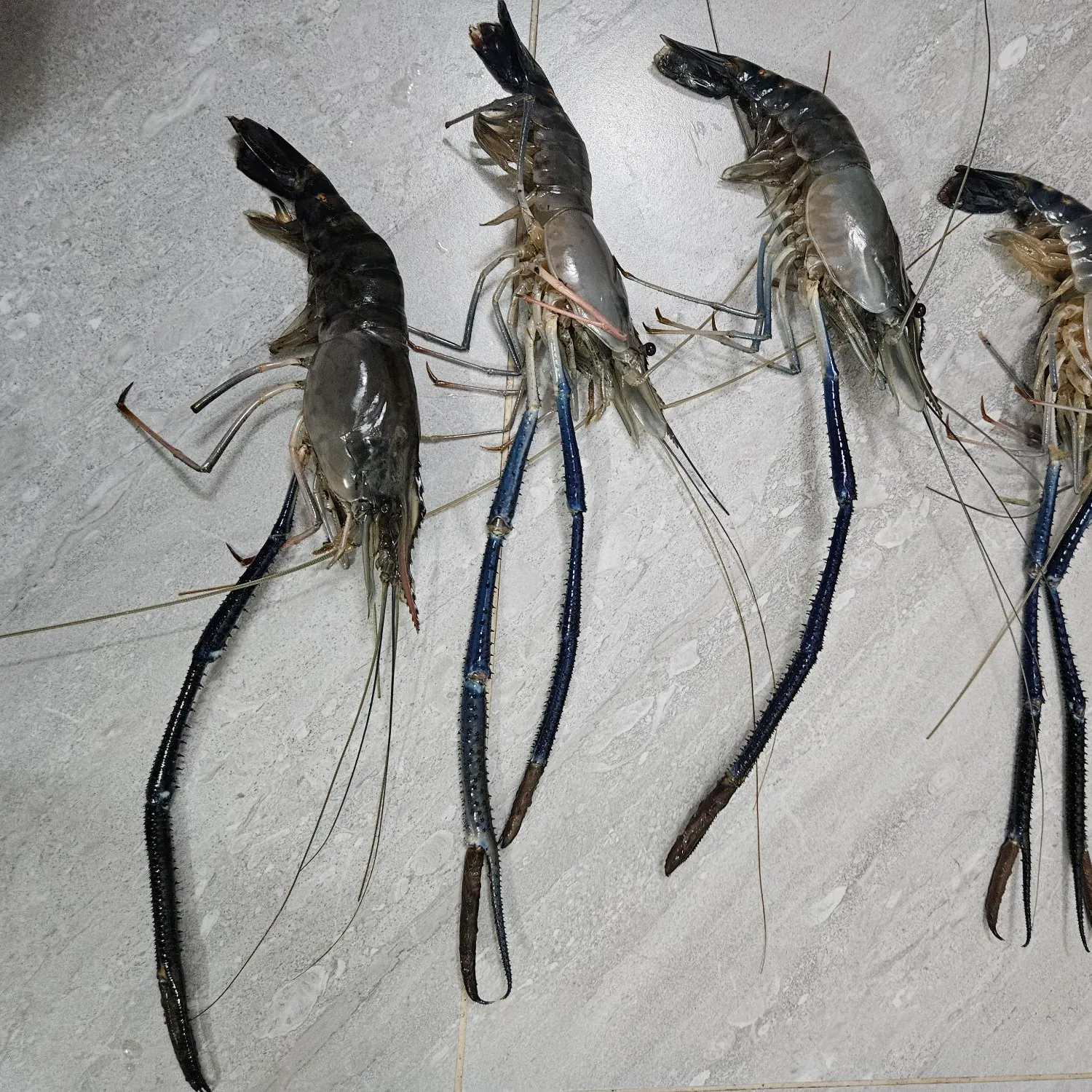 The most recent Green spiny lobster catches on Fishbrain