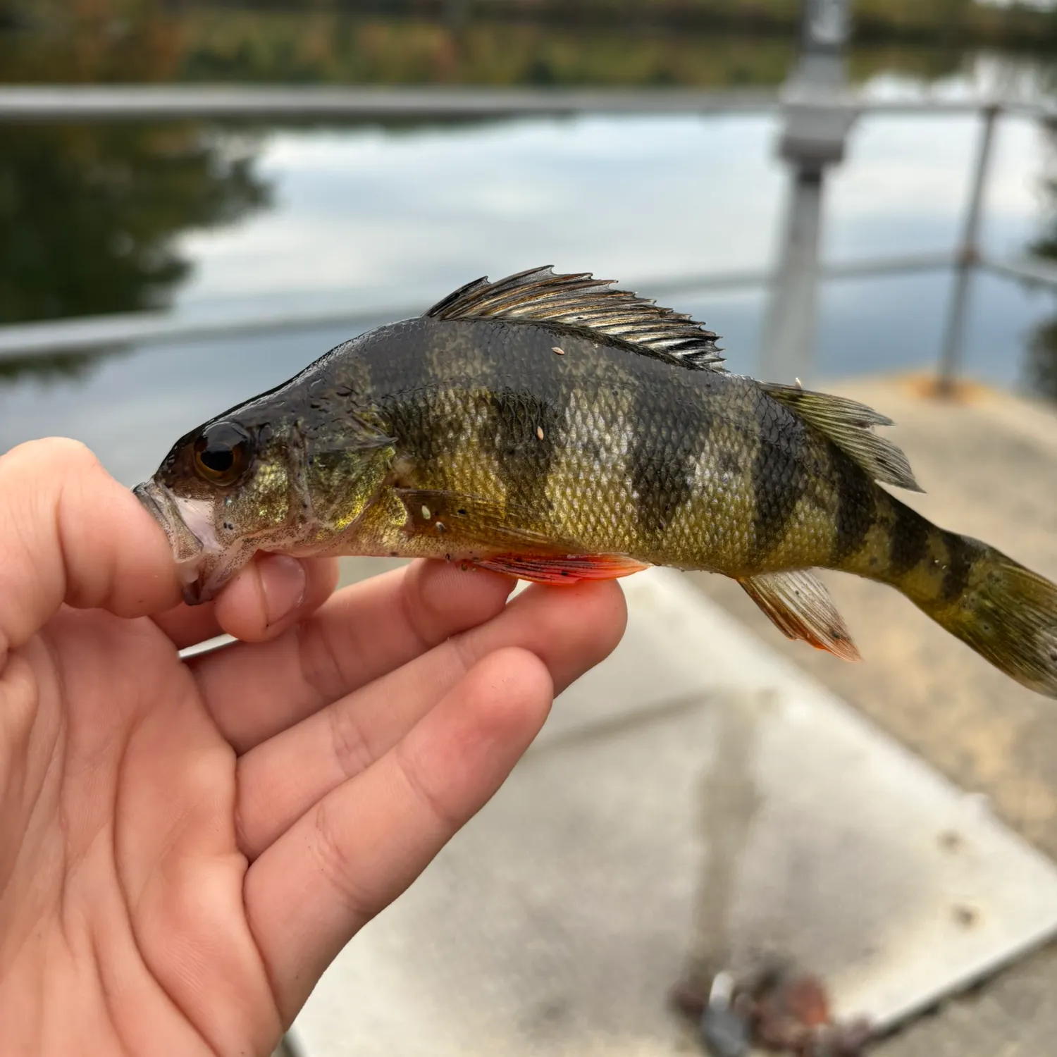 Yellow perch caught on Fishbrain