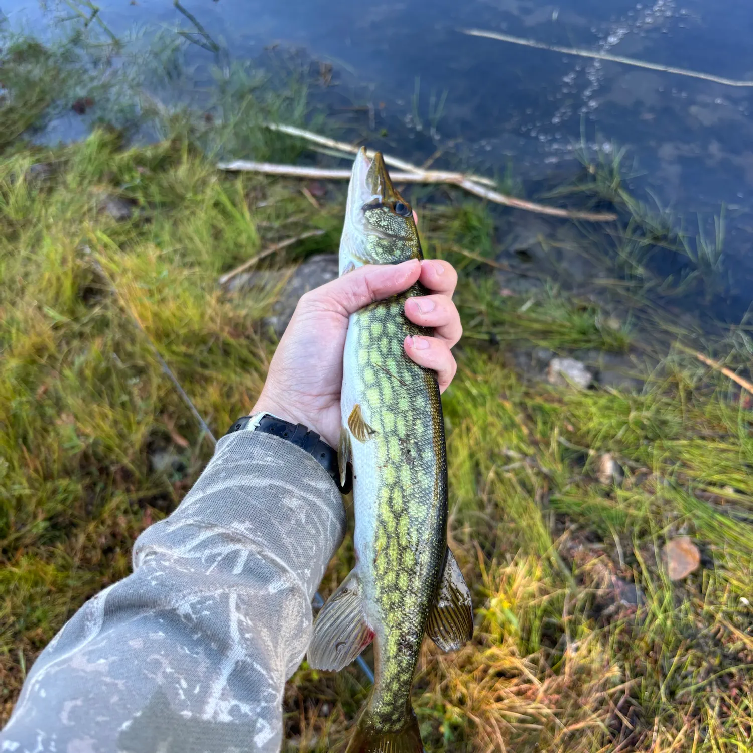 Chain pickerel caught on Fishbrain