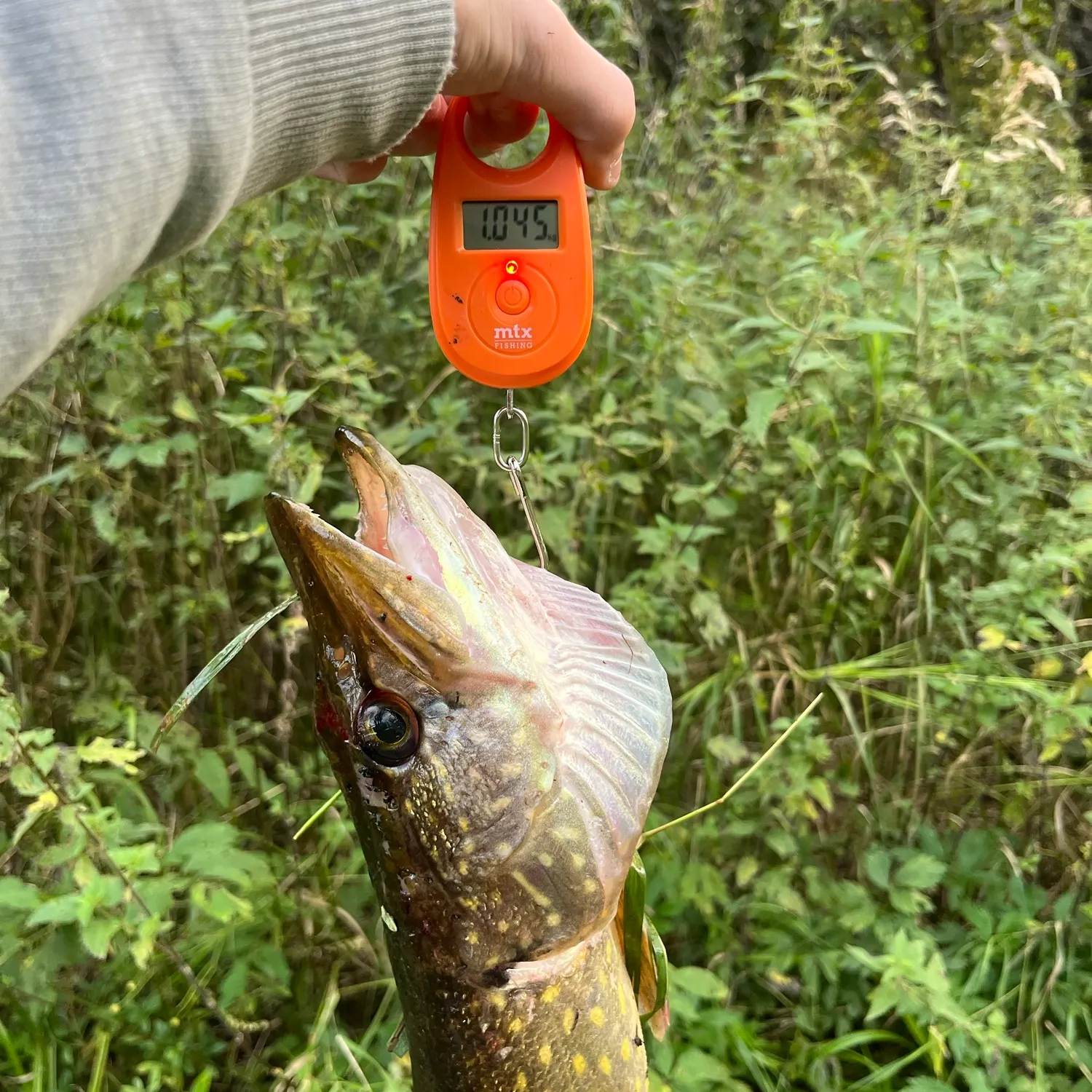 Northern pike caught on Fishbrain