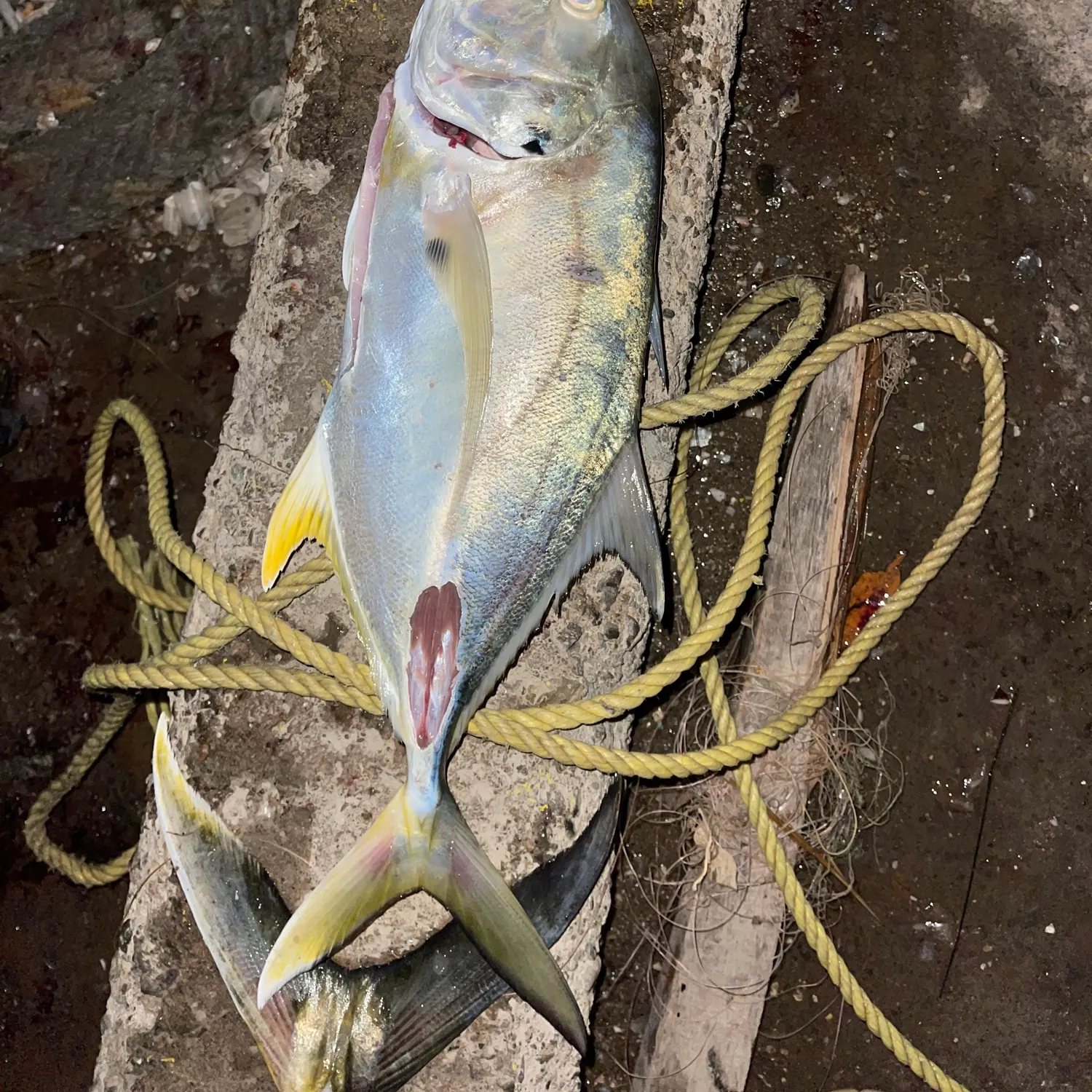 The most recent Pacific crevalle jack catches on Fishbrain