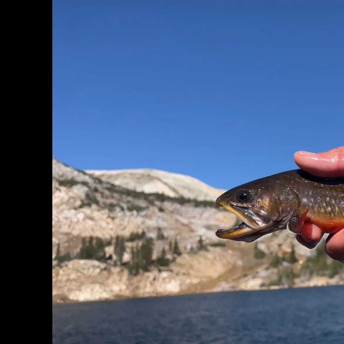Brook trout caught on Fishbrain