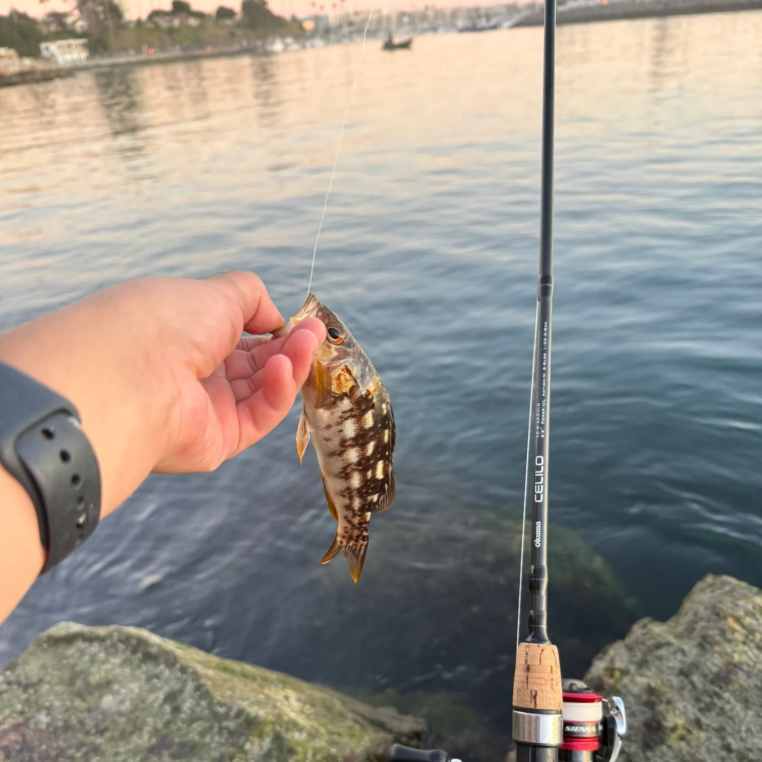 recently logged catches