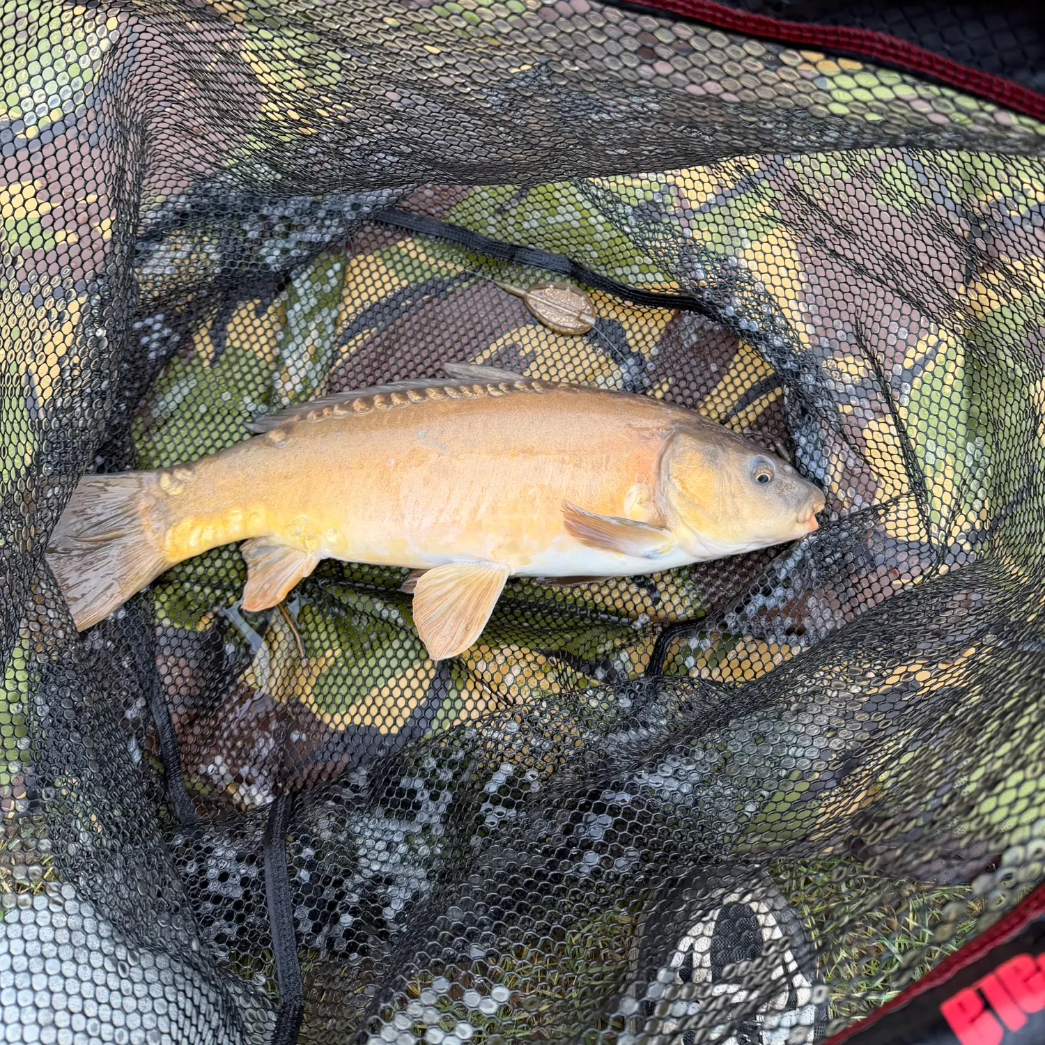 The most recent Leather carp catches on Fishbrain