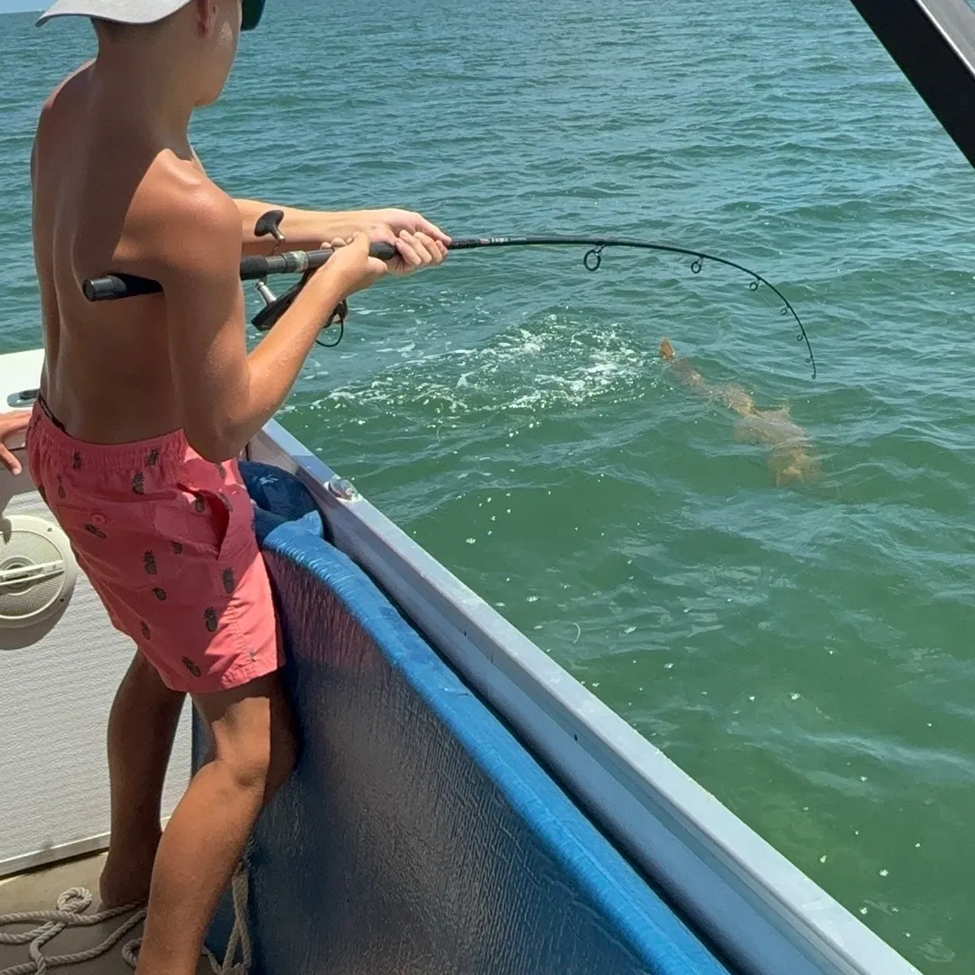The most recent Nurse shark catches on Fishbrain