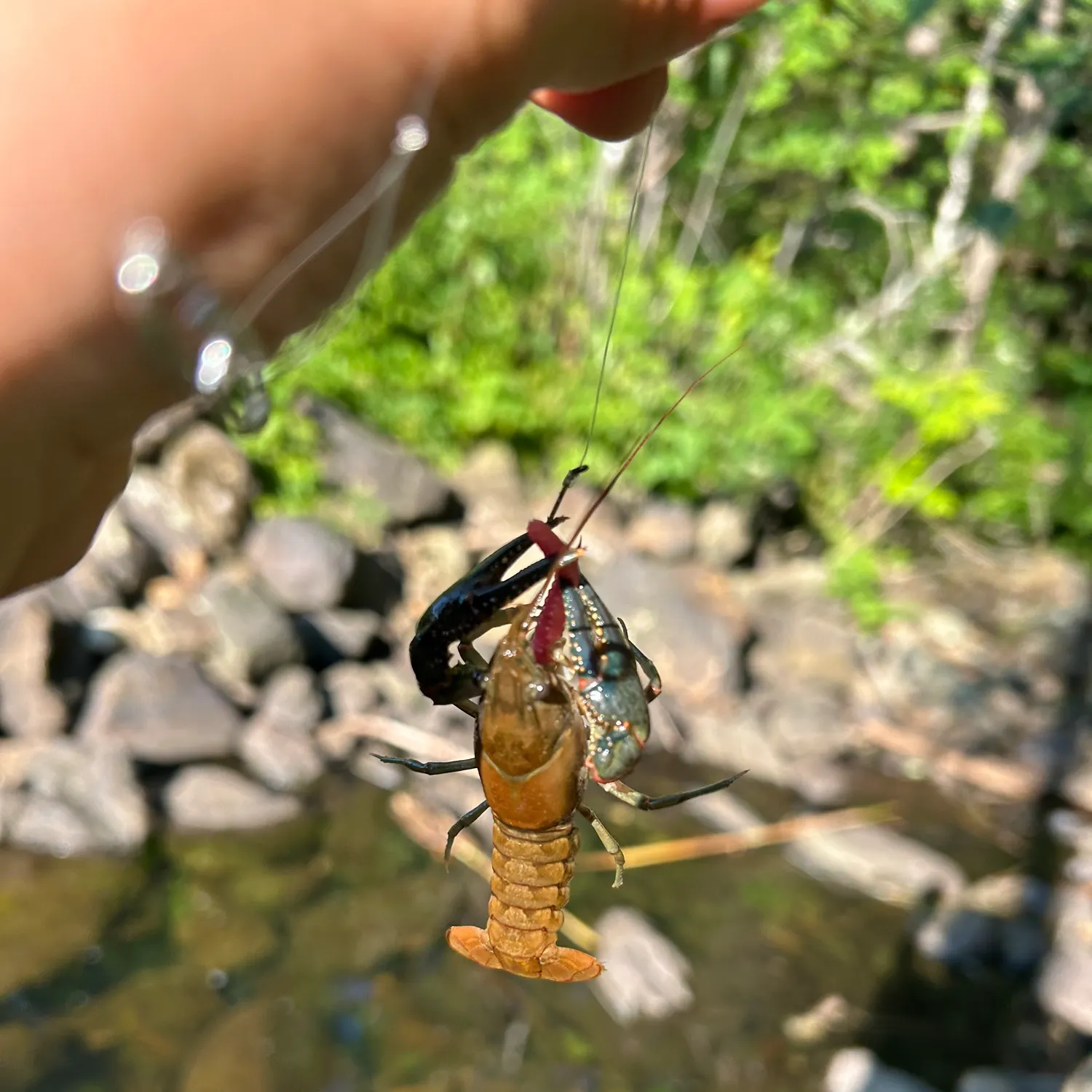 The most recent Northern clearwater crayfish catches on Fishbrain