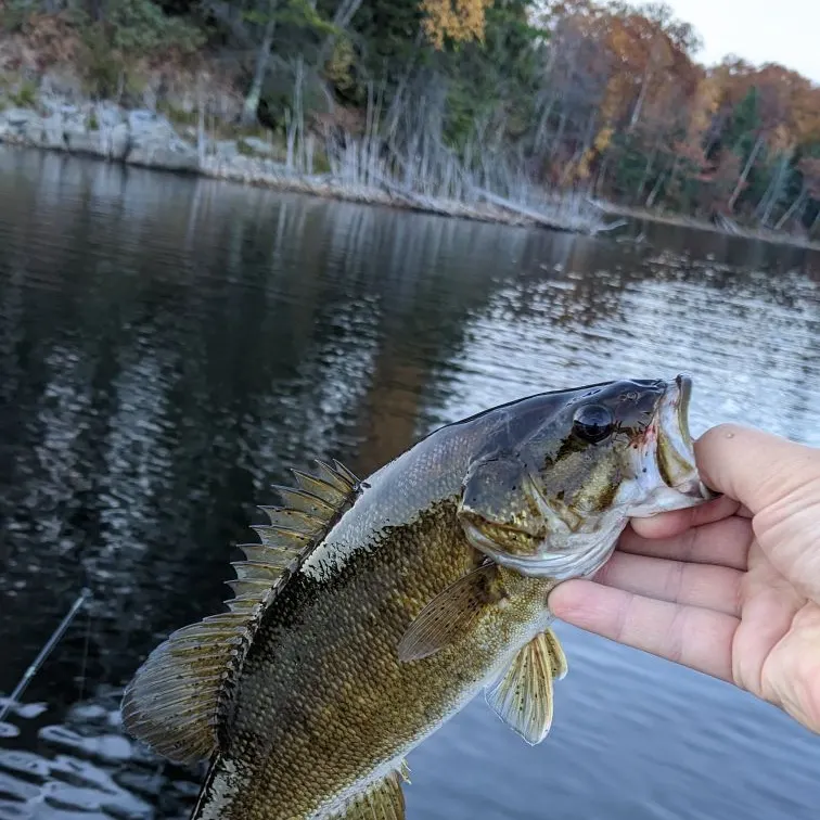 Smallmouth bass caught on Fishbrain