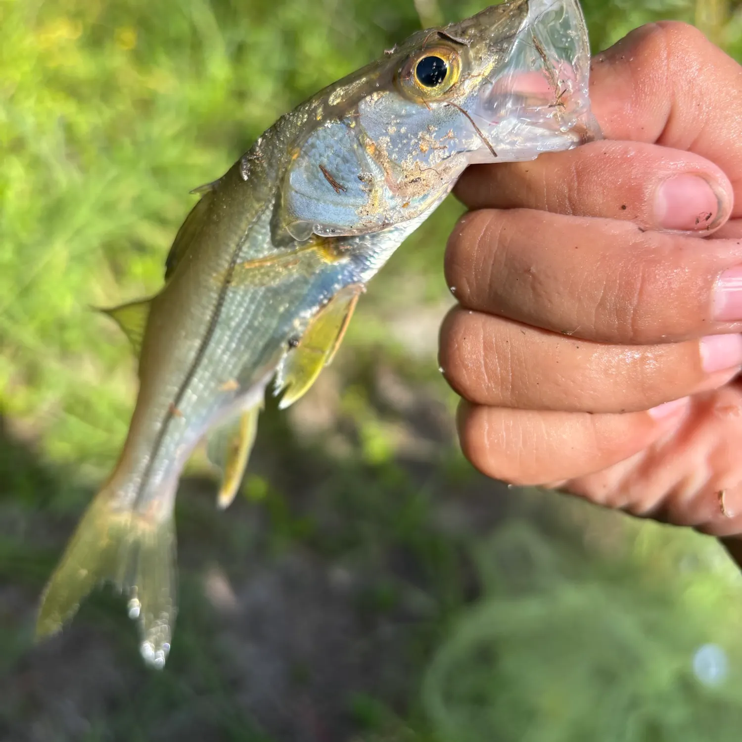 Fish caught on Fishbrain