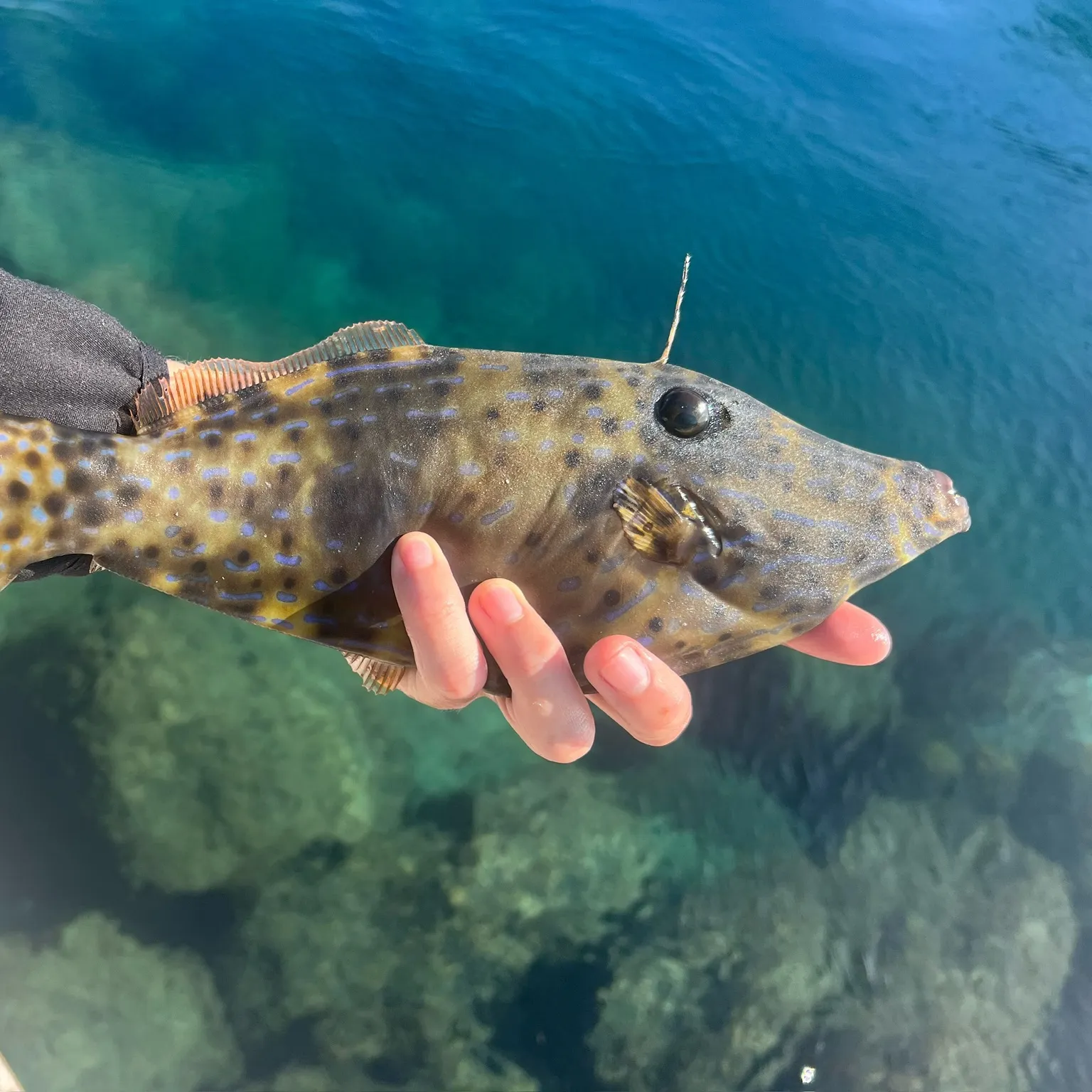 The most recent Scrawled filefish catches on Fishbrain