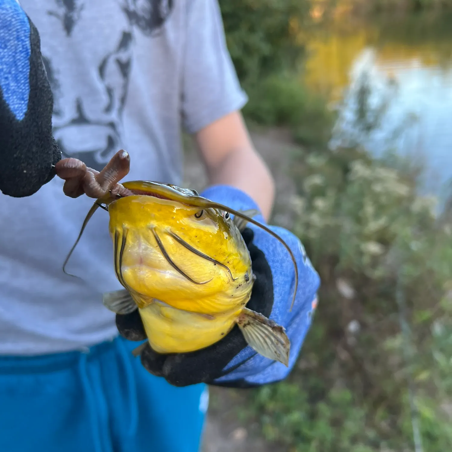 Yellow bullhead caught on Fishbrain