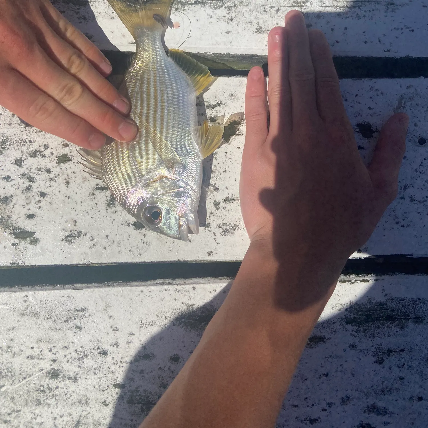 Surf bream caught on Fishbrain