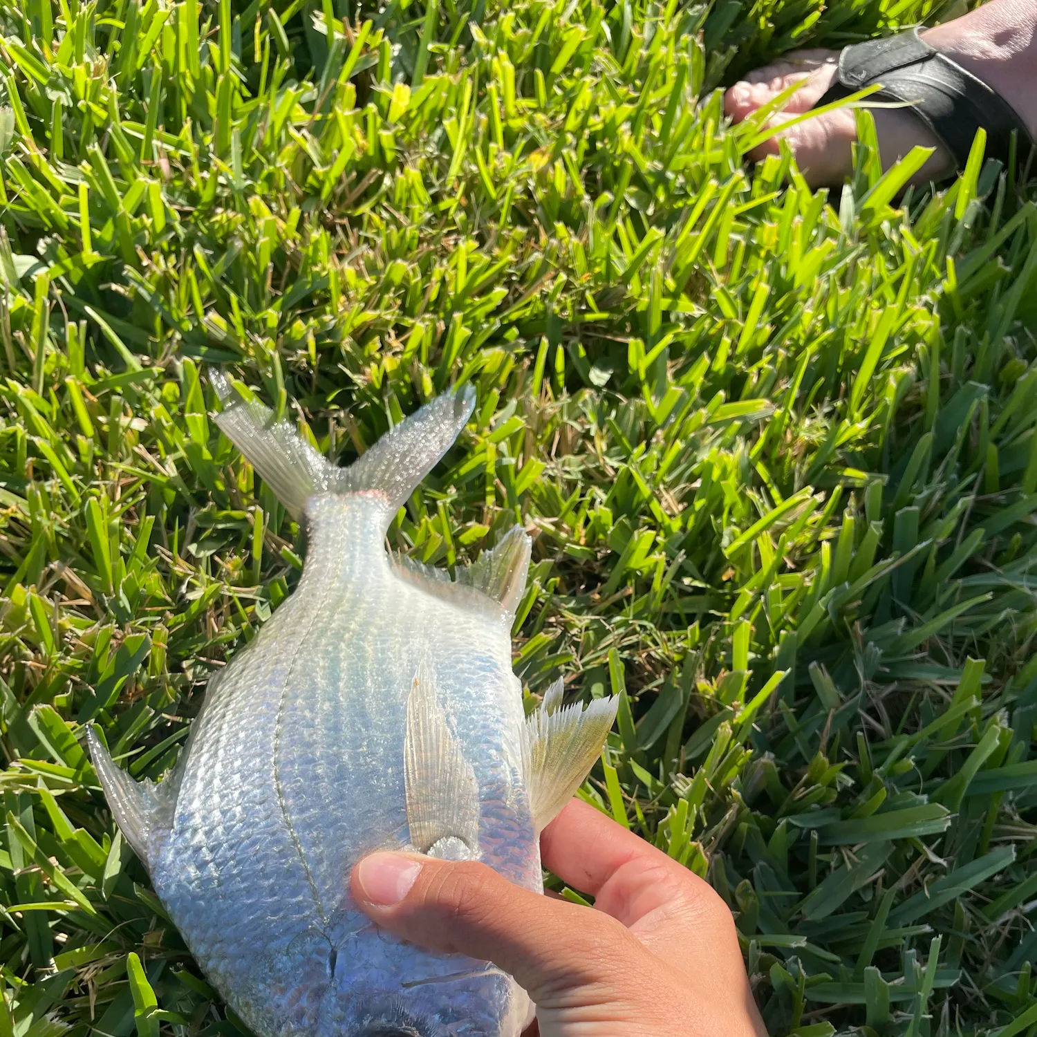 The most recent Striped mojarra catches on Fishbrain