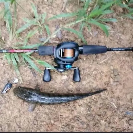 The most recent Striped snakehead catches on Fishbrain