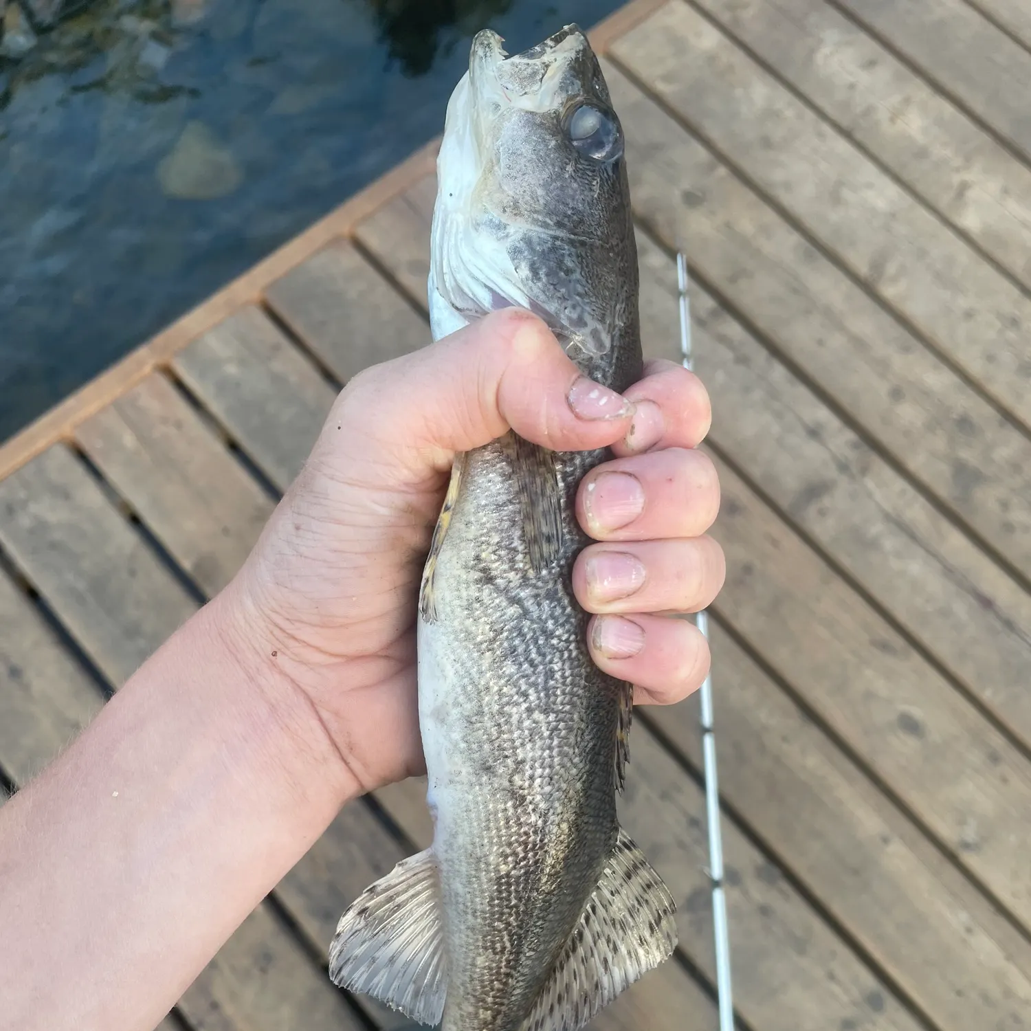 The most recent Sauger catches on Fishbrain