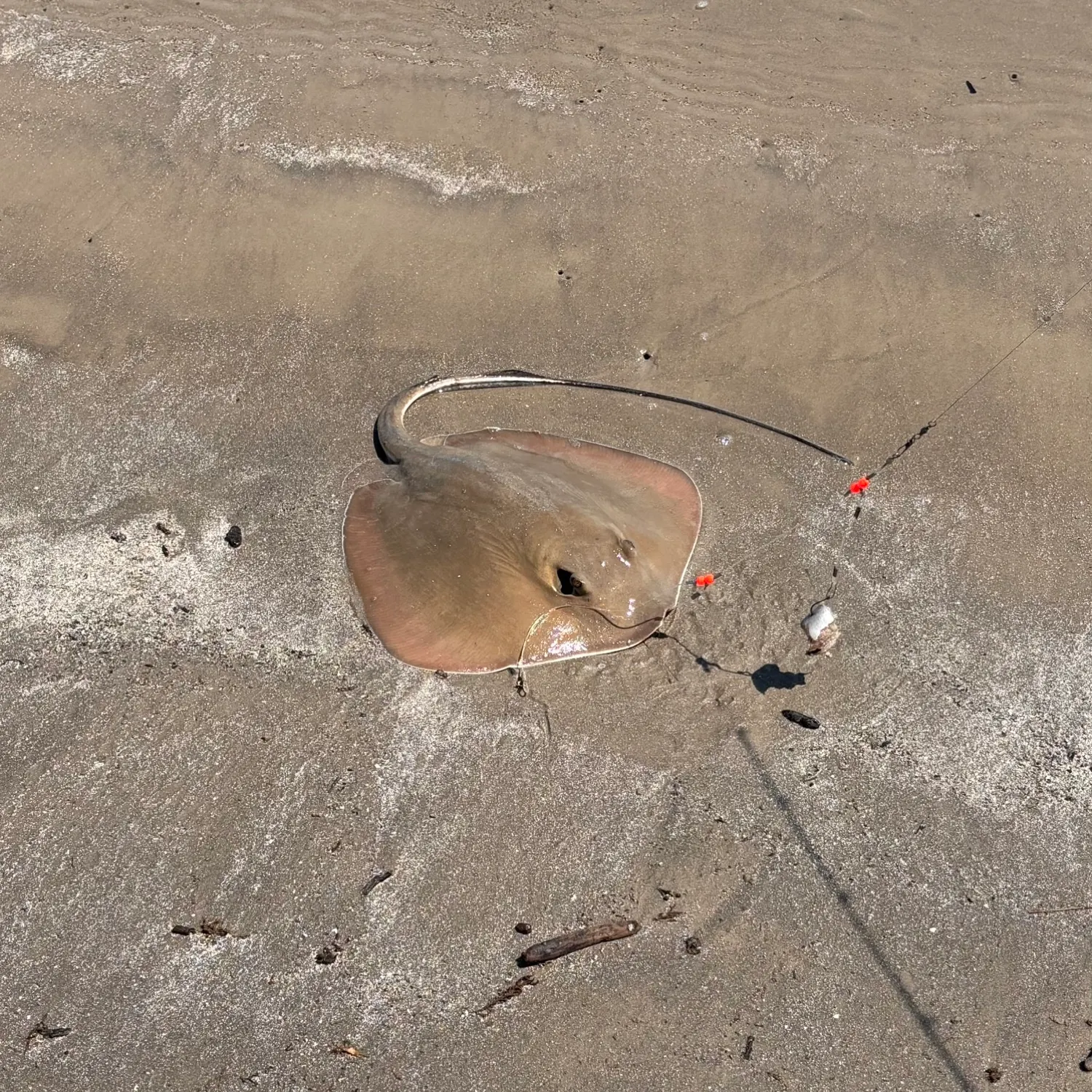 The most recent Bluntnose stingray catches on Fishbrain