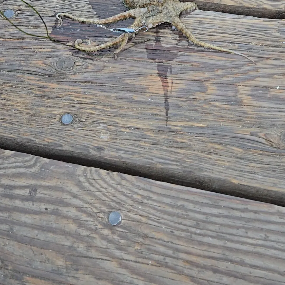 The most recent California two-spot octopus catches on Fishbrain