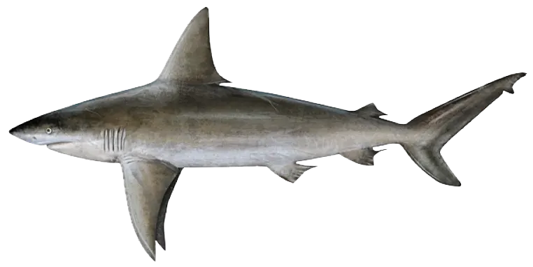 Sandbar shark