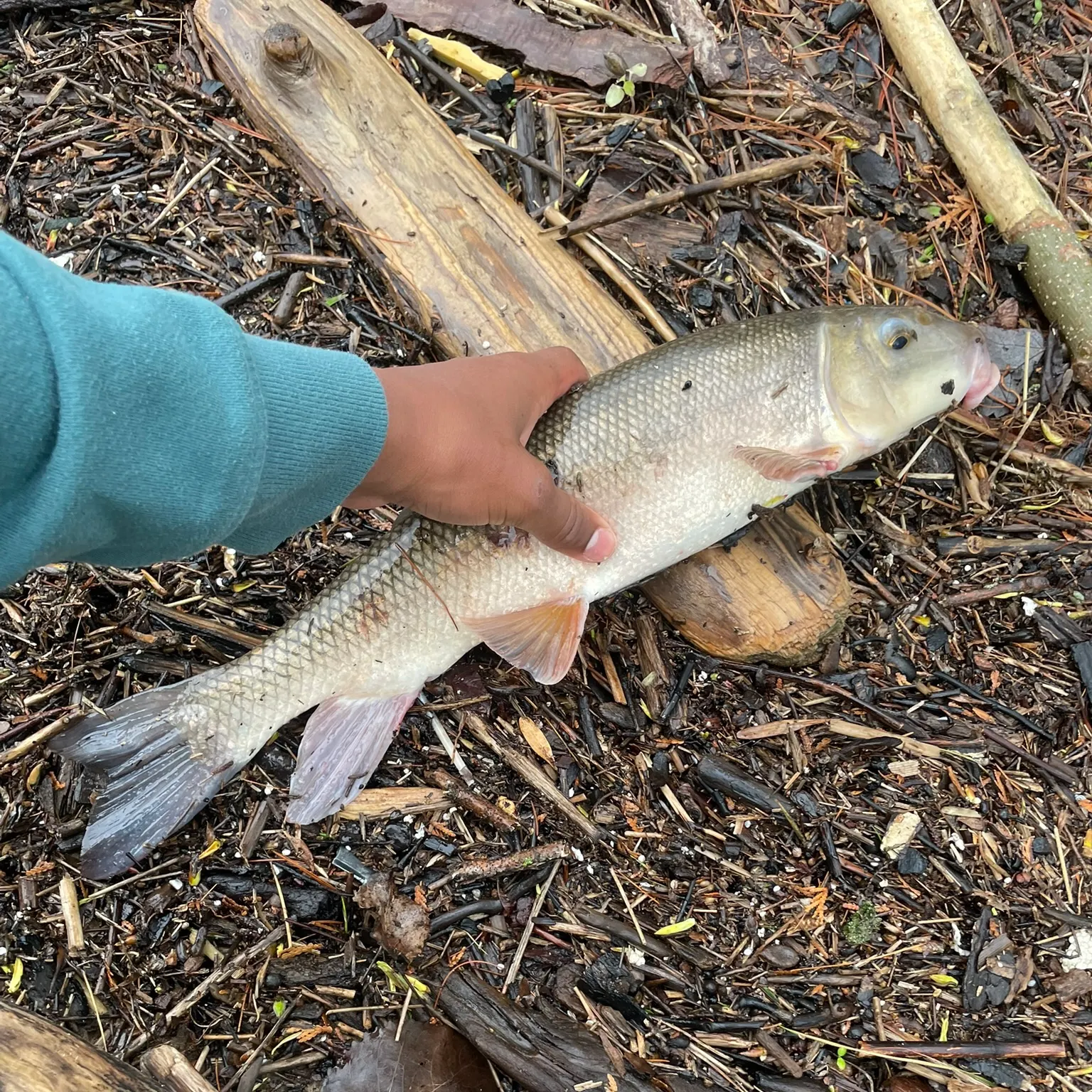 The most recent Spotted sucker catches on Fishbrain