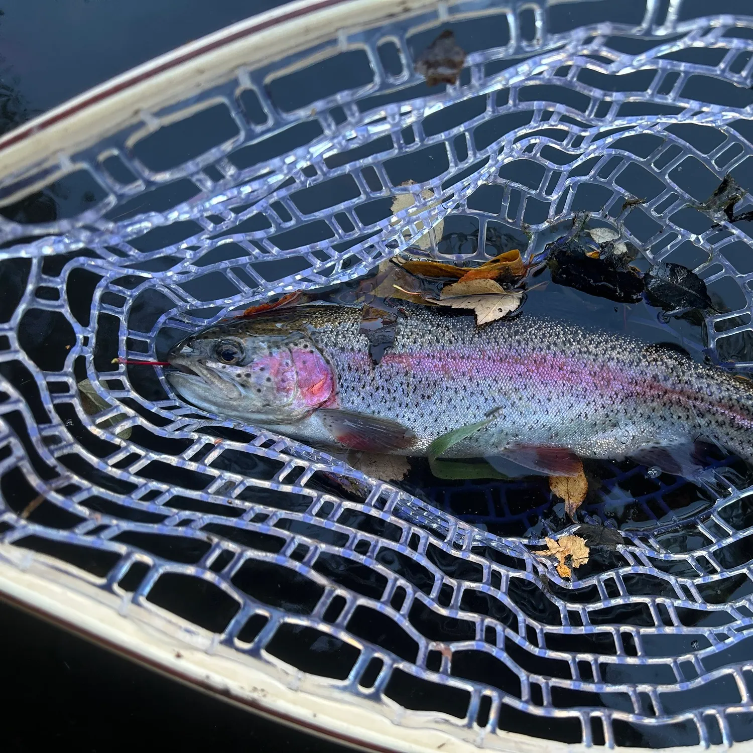 Rainbow trout caught on Fishbrain