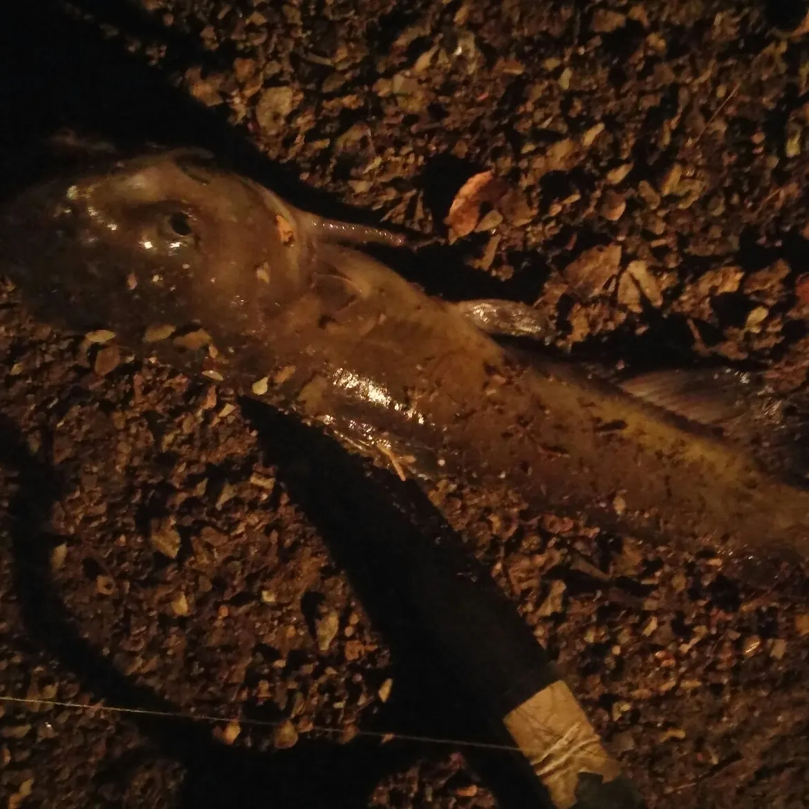 angler catch