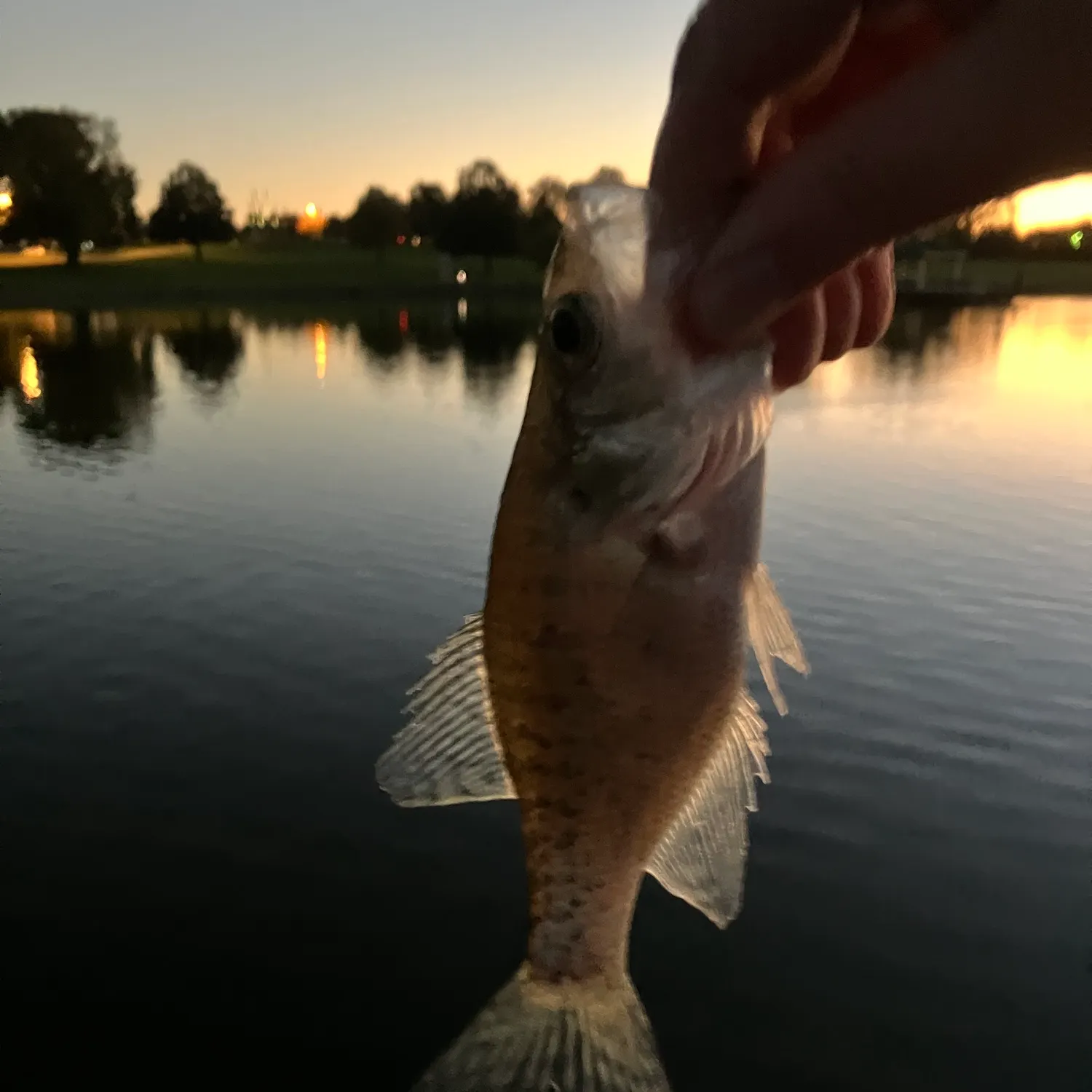 White crappie caught on Fishbrain
