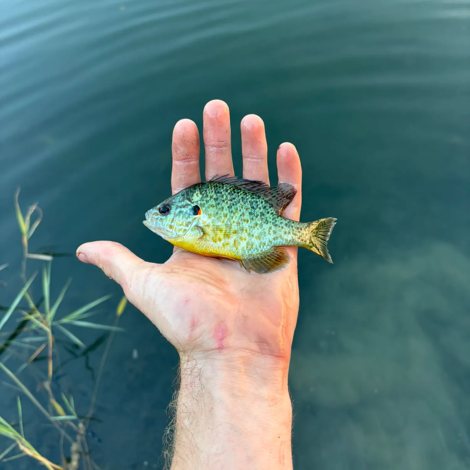 Orangespotted sunfish caught on Fishbrain