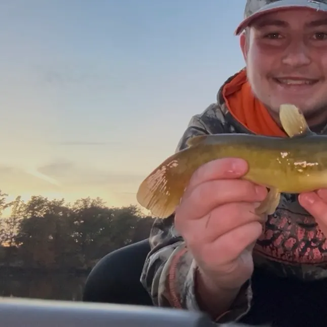 Yellow bullhead caught on Fishbrain