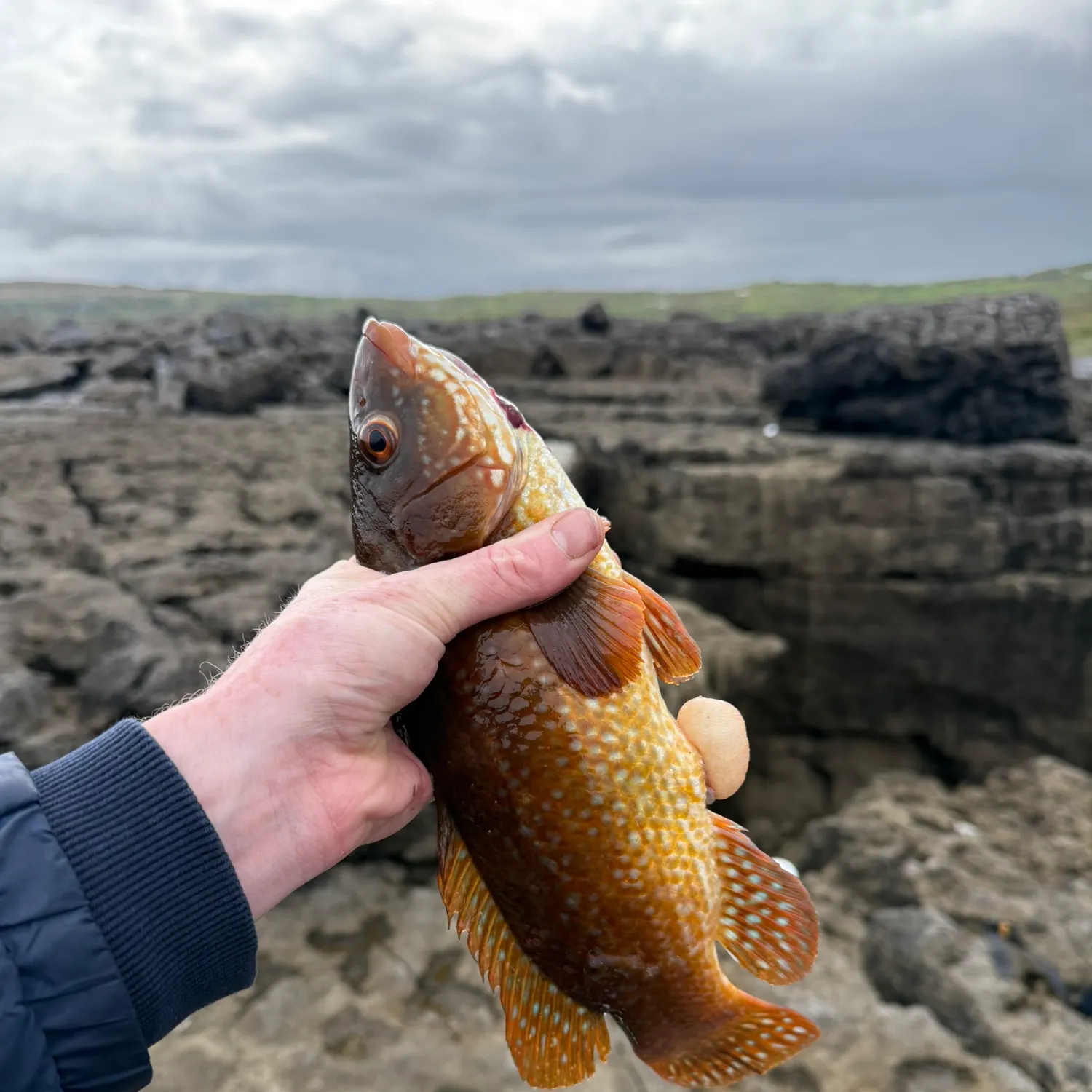 The most recent Ballan wrasse catches on Fishbrain