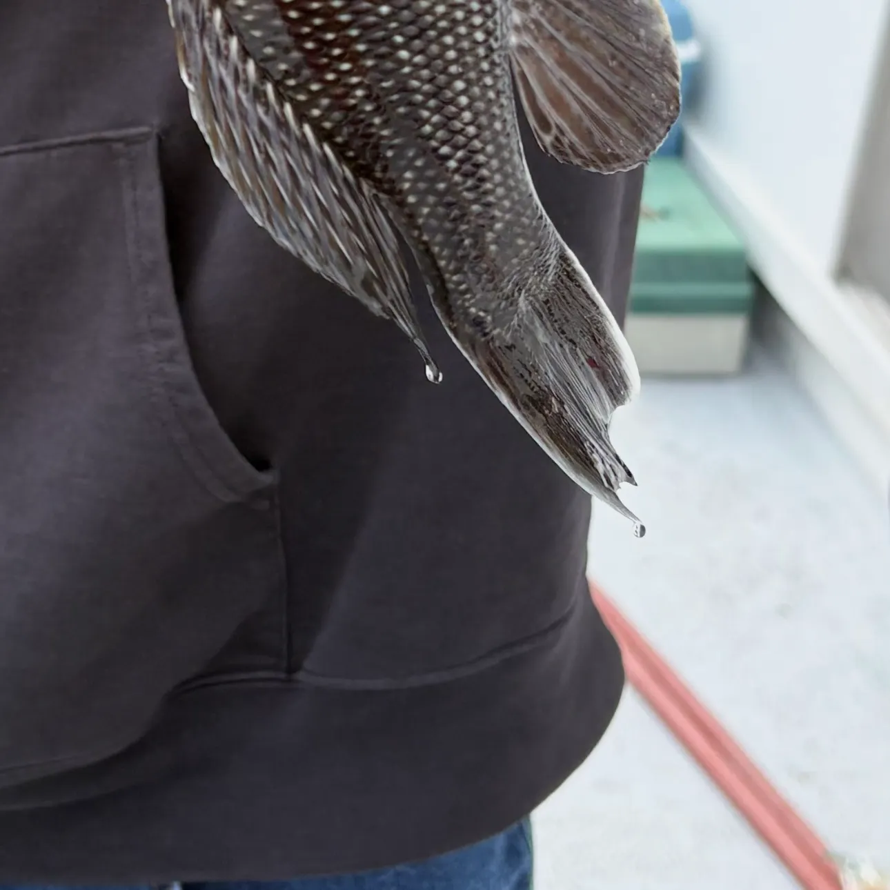 Black sea bass caught on Fishbrain