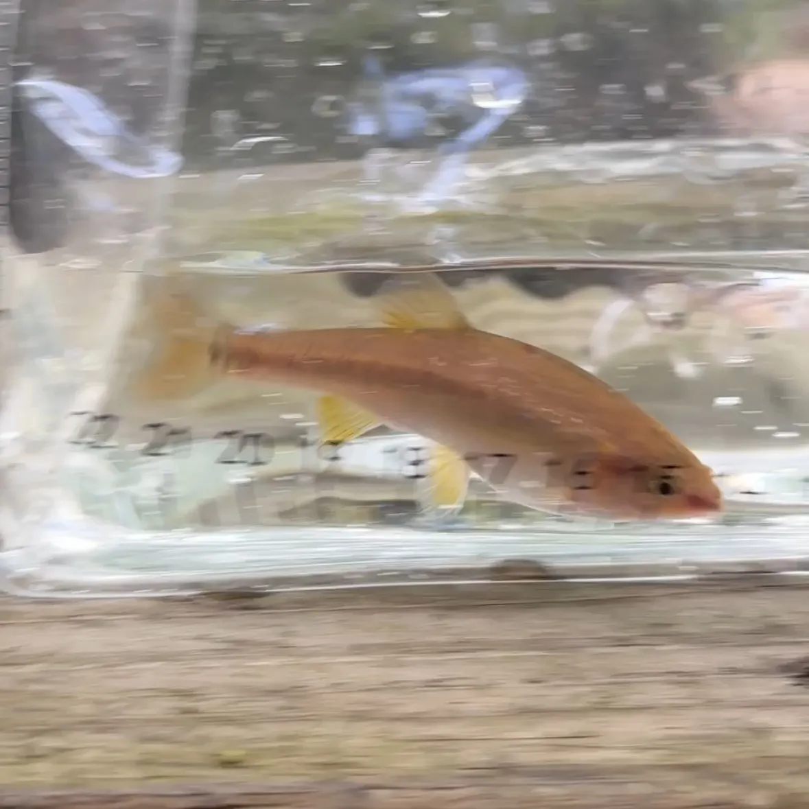 The most recent Dixie chub catches on Fishbrain
