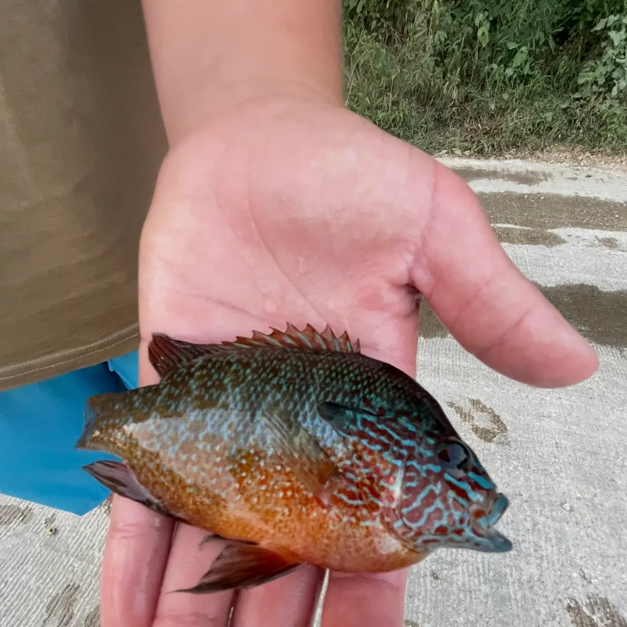 Greengill hybrid caught on Fishbrain