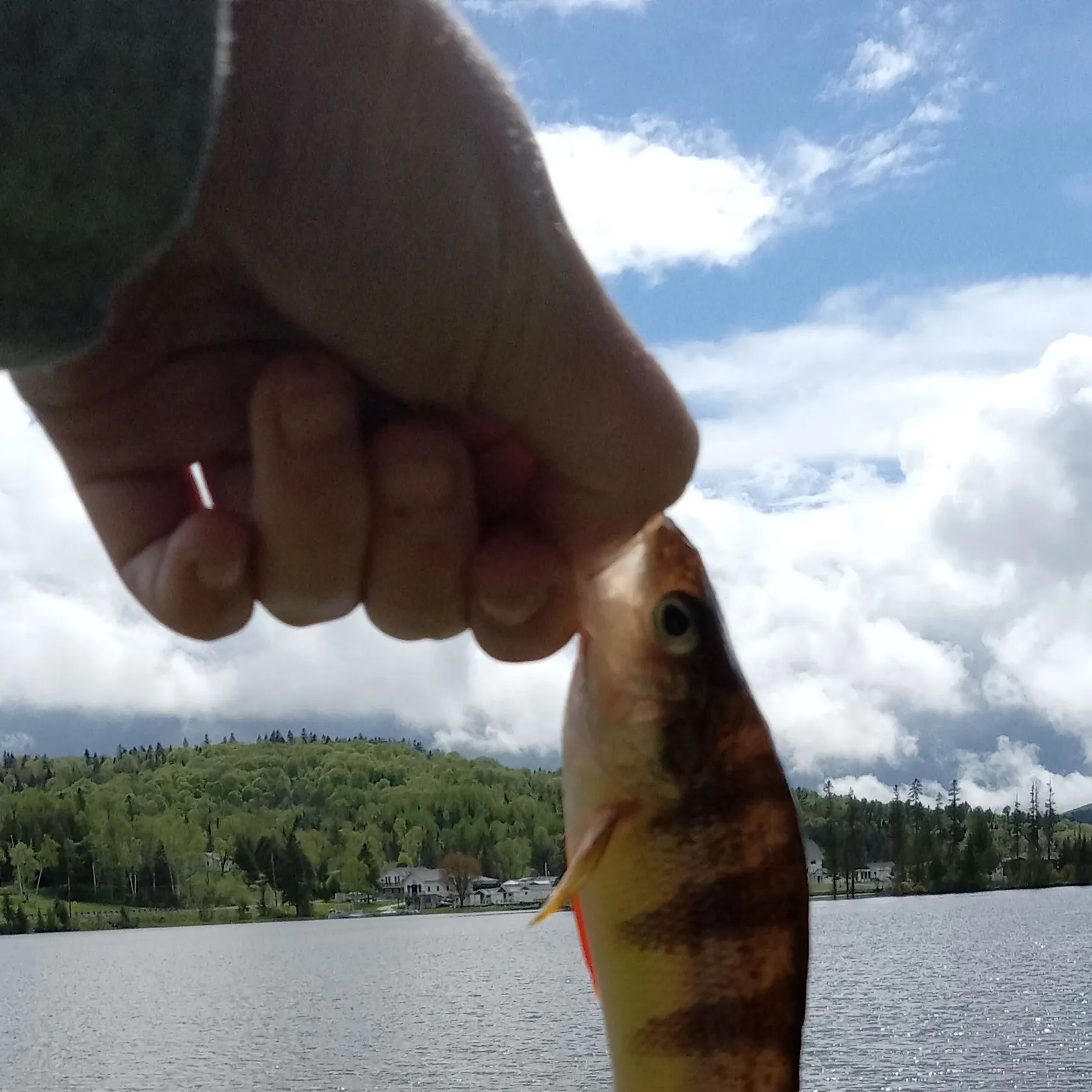 angler catch