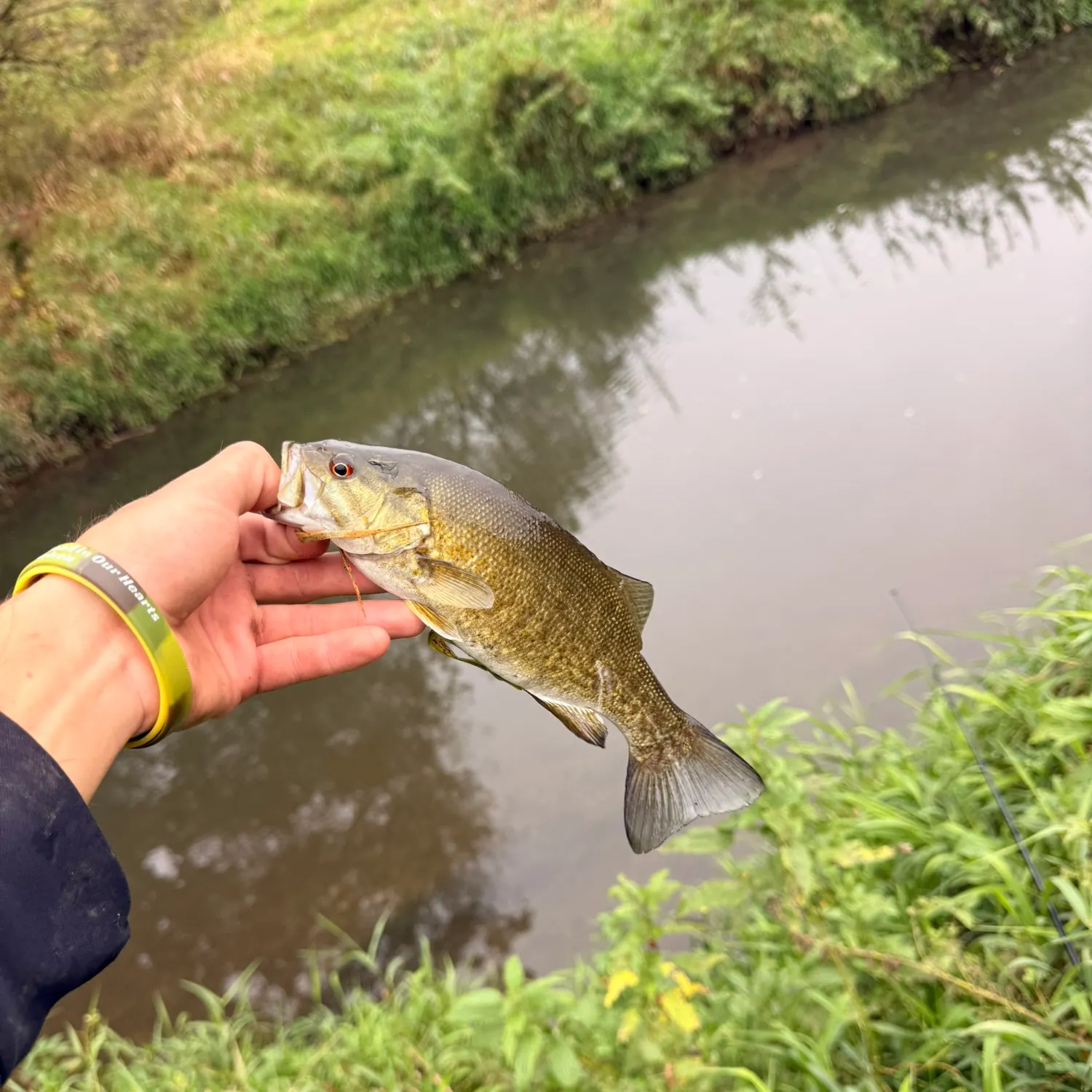 Smallmouth bass caught on Fishbrain