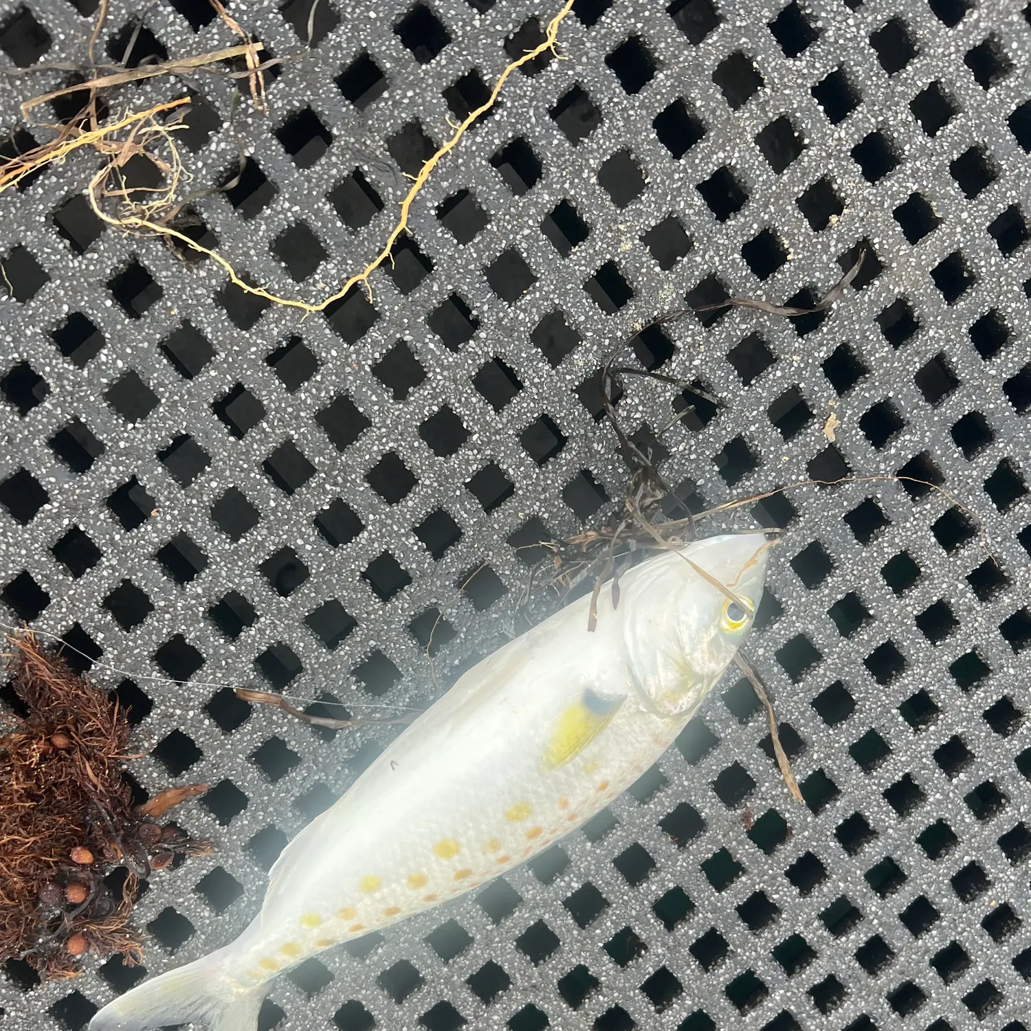 The most recent Eastern Australian salmon catches on Fishbrain