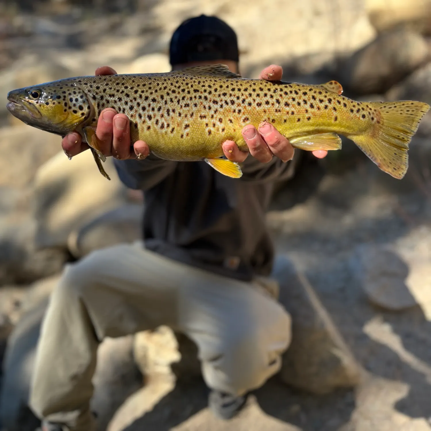 Brown trout caught on Fishbrain