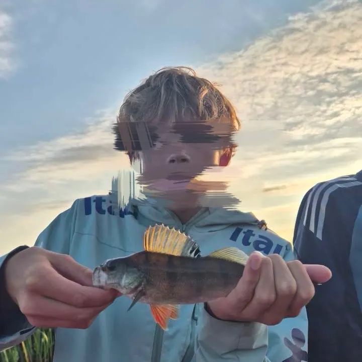 European perch caught on Fishbrain