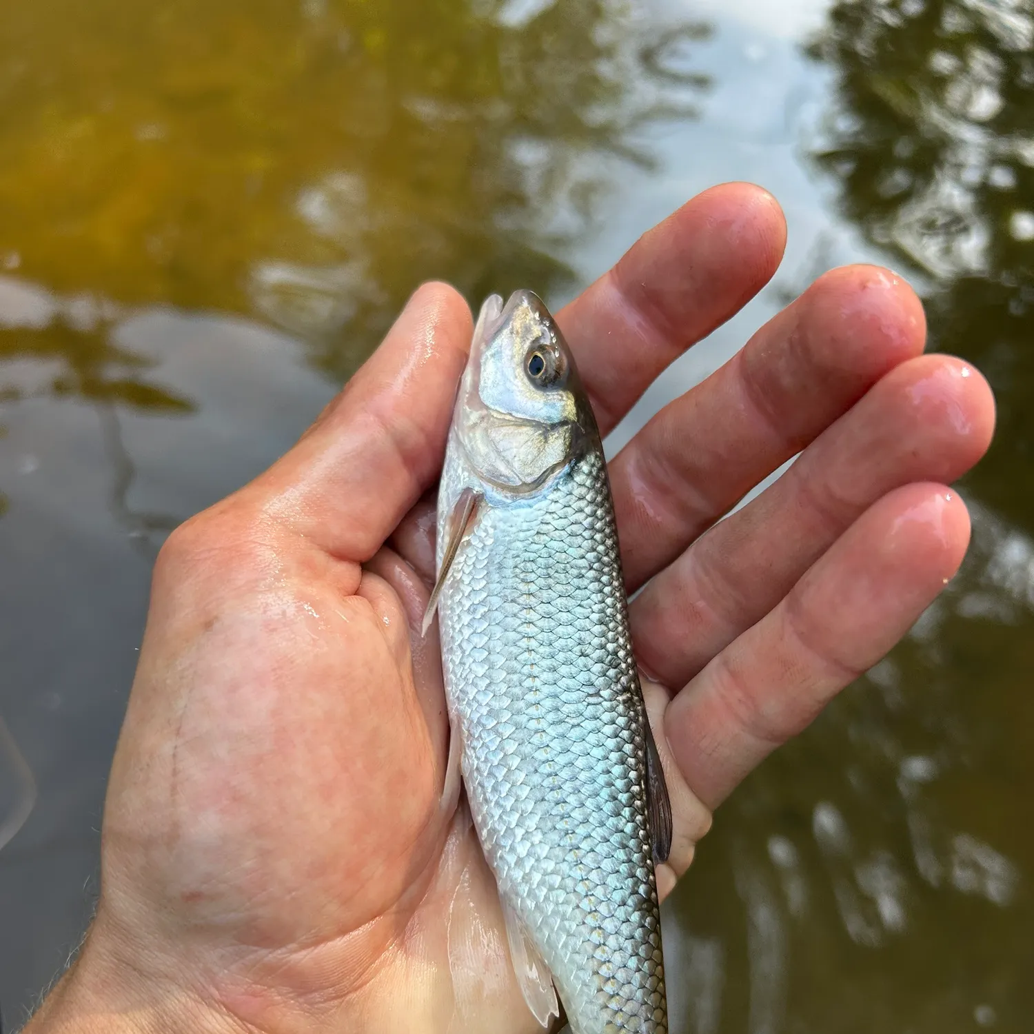 The most recent Fallfish catches on Fishbrain