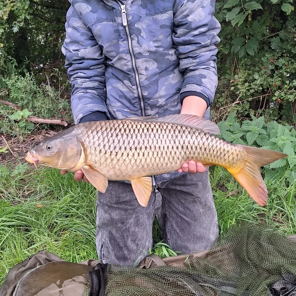 Common carp caught on Fishbrain